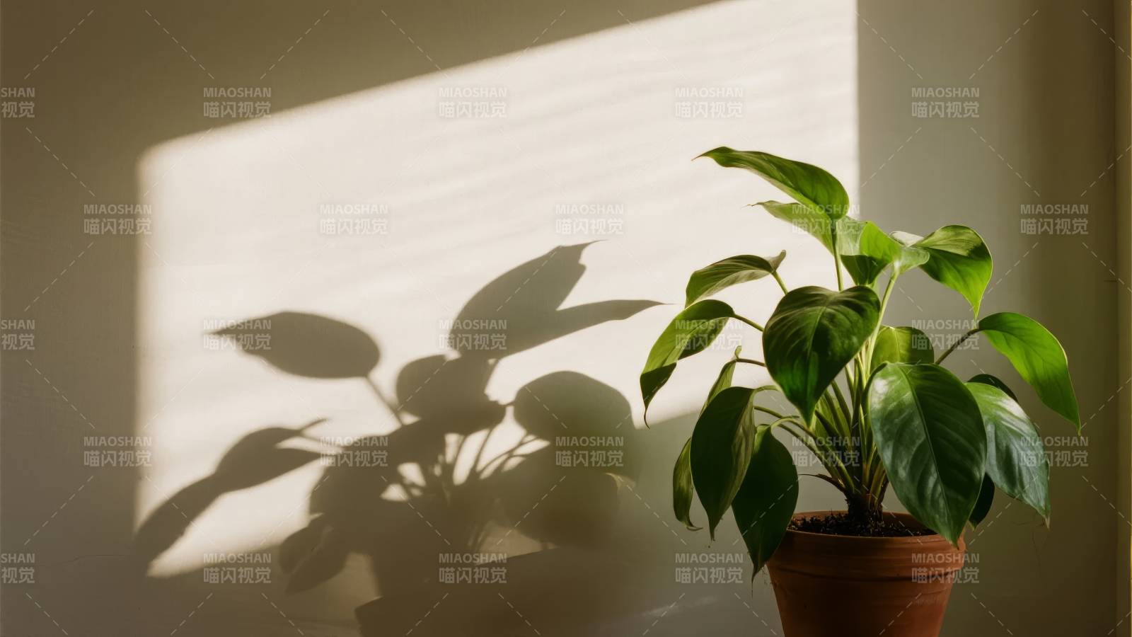 光影绿植静谧时光图片