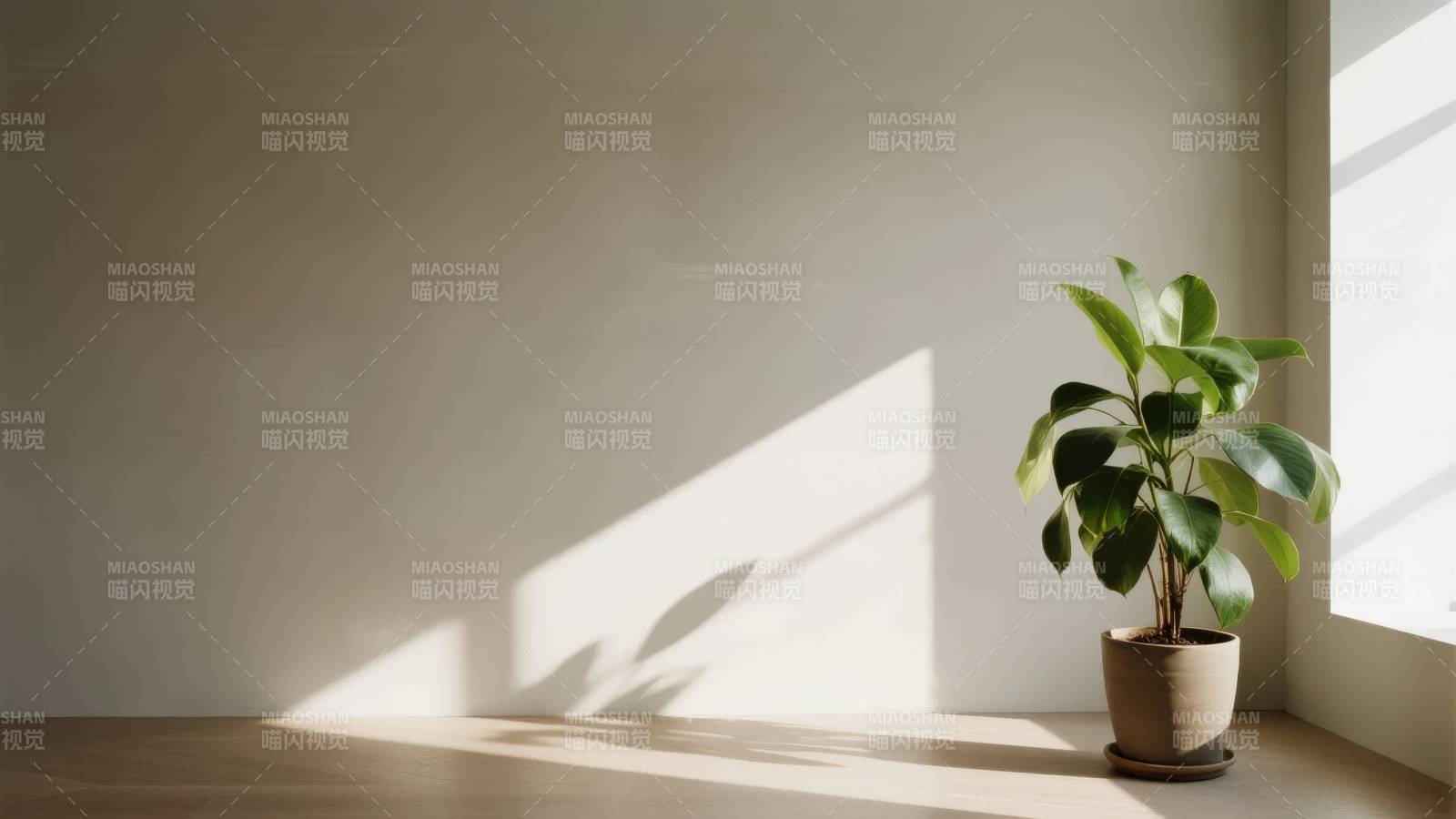 阳光下的绿植角落图片