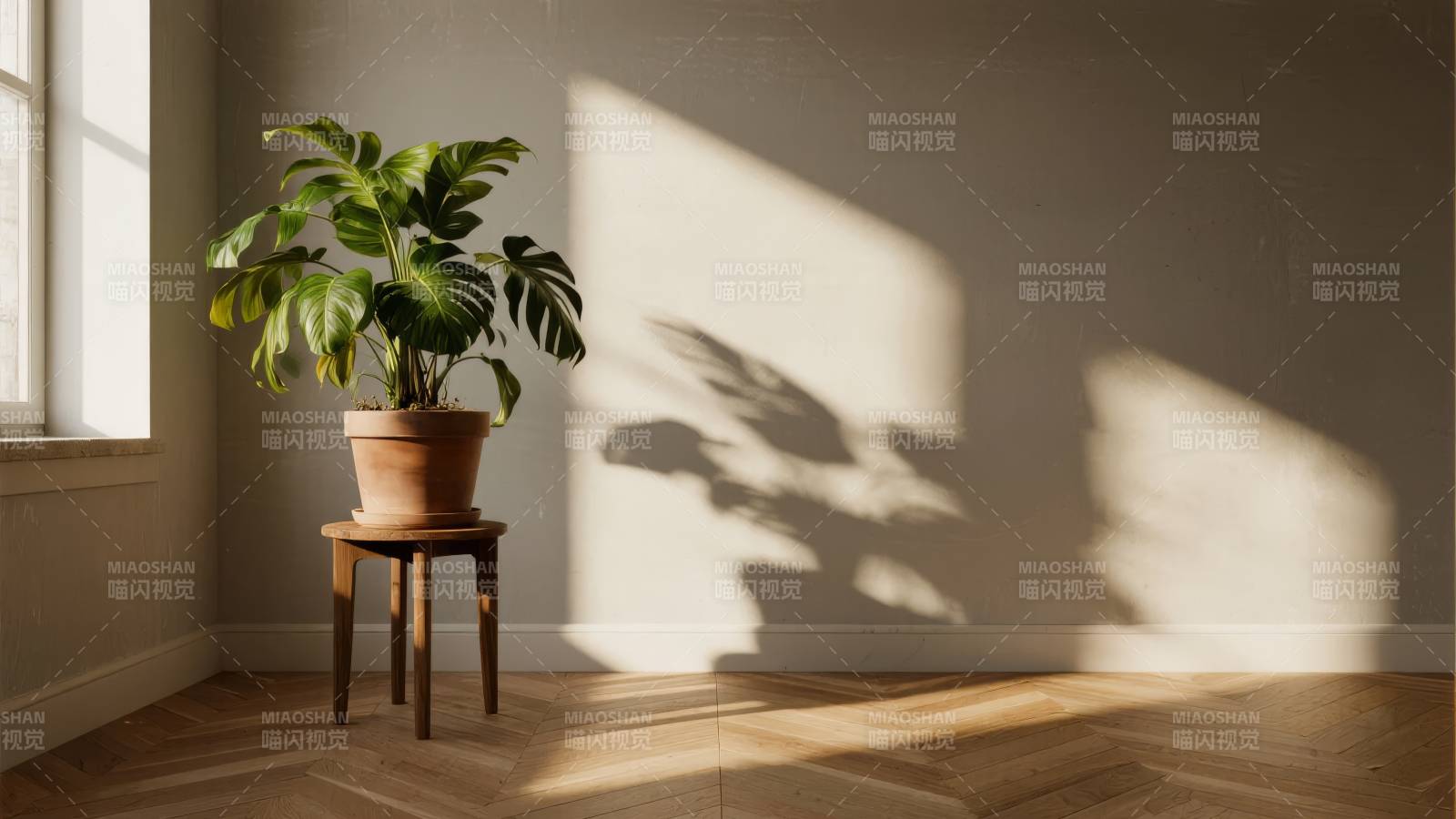 阳光下的绿植影图片