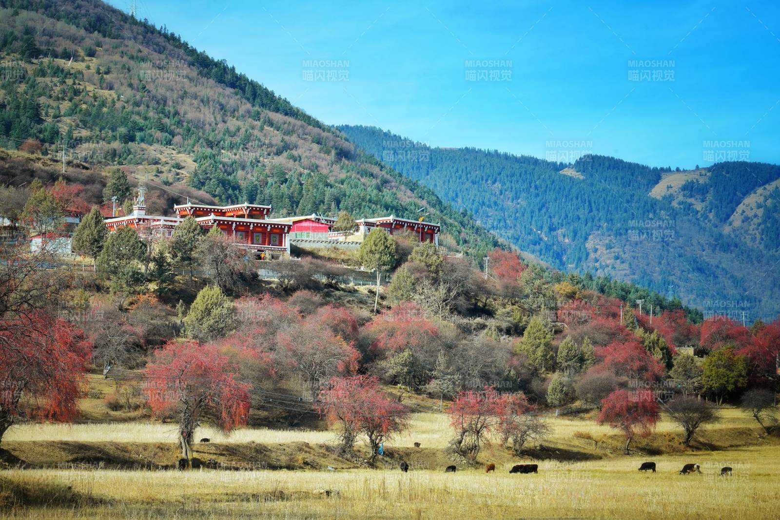 川西山间秋色如画图片