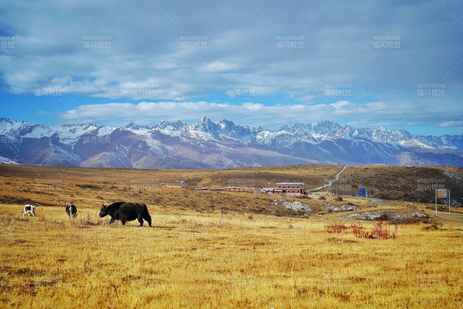 川西高原牧牛图图片