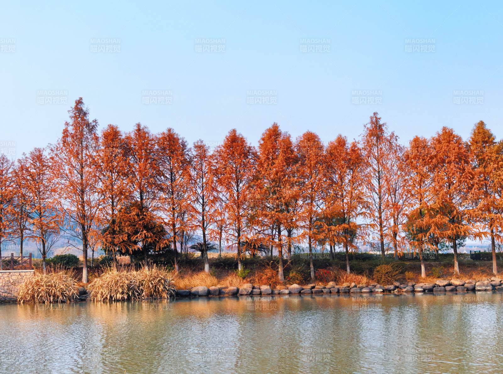 浙江秋湖红杉美景图片