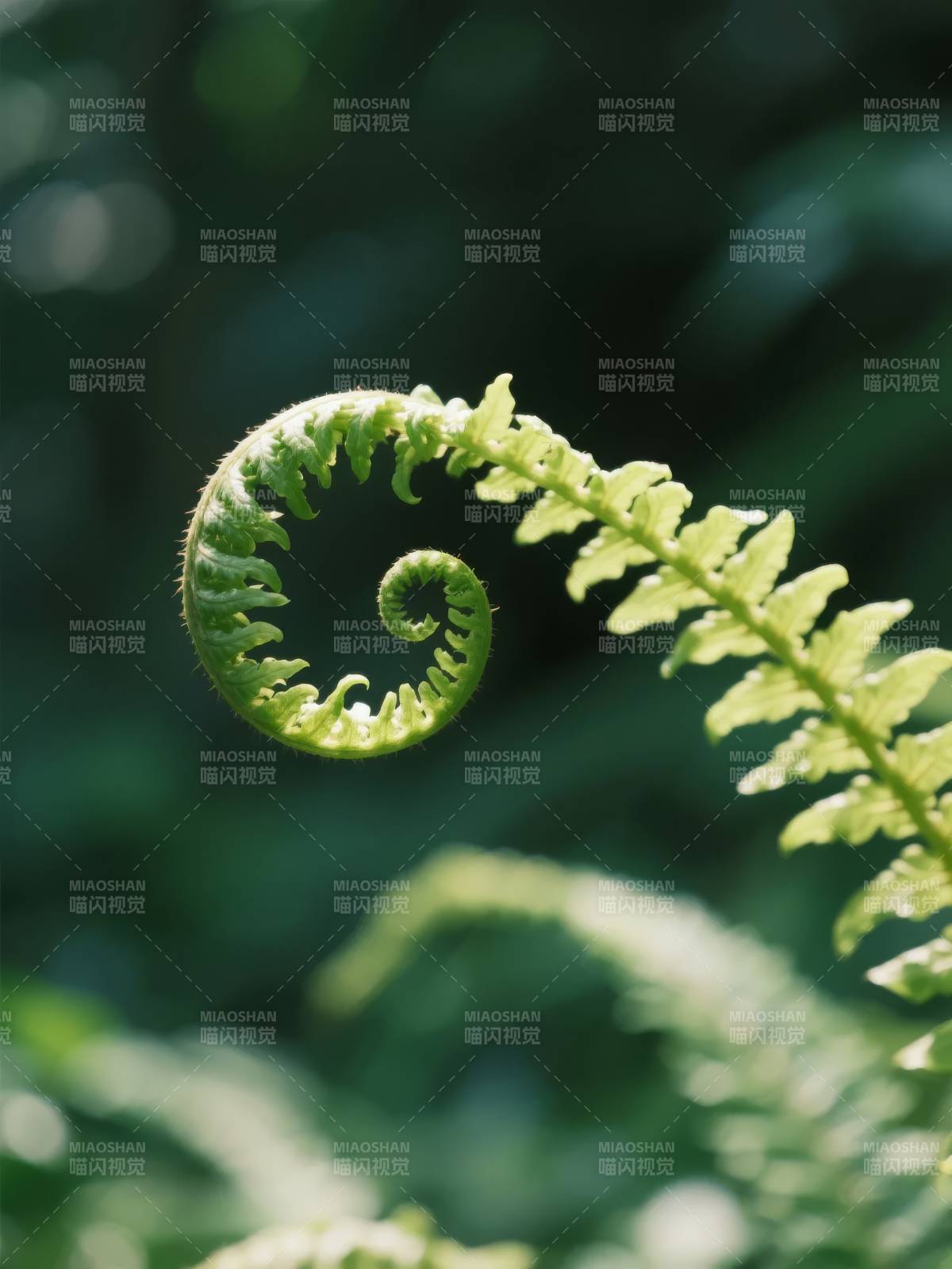 蕨叶卷曲生机盎然图片