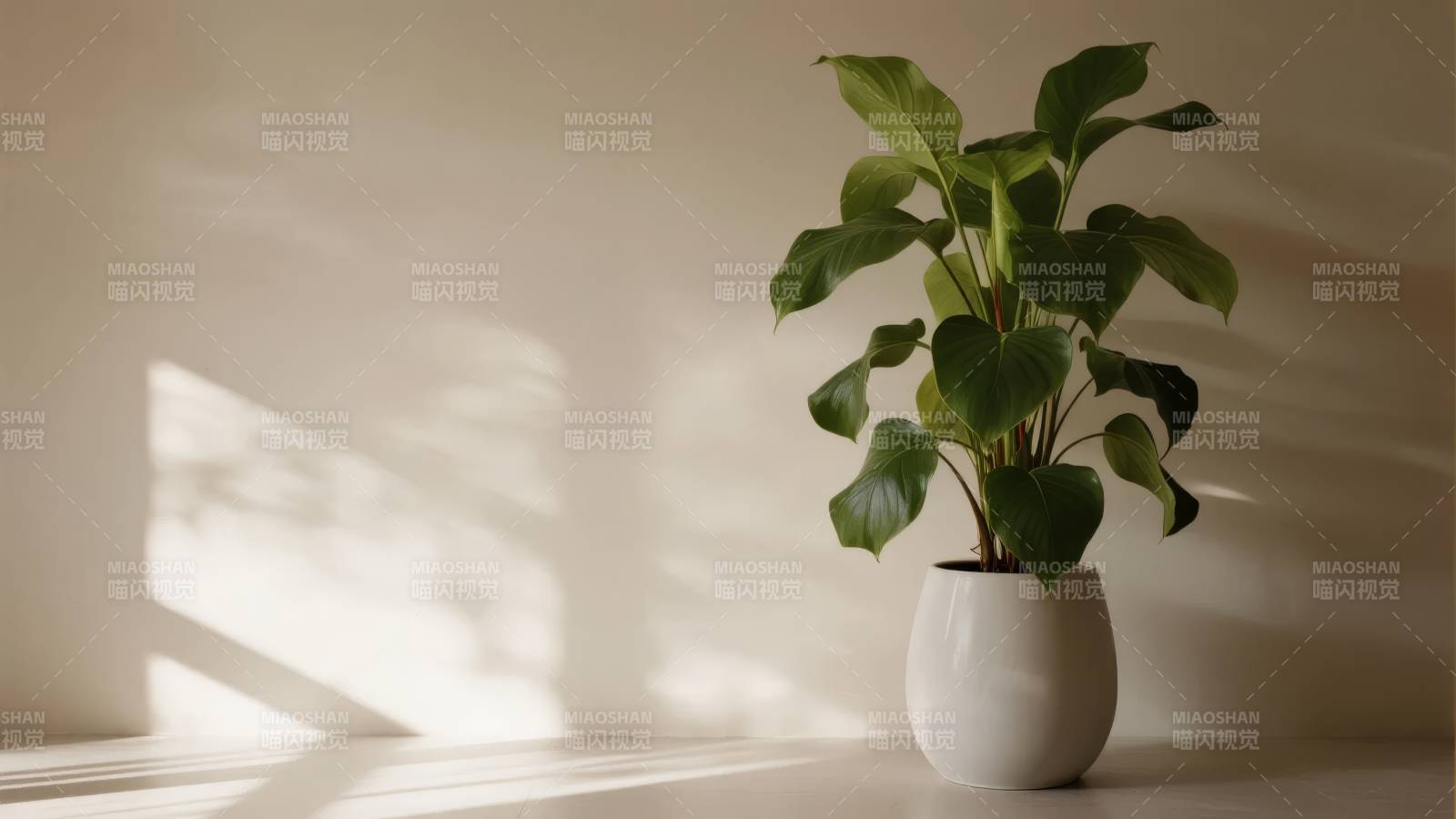 绿植静谧光影图片