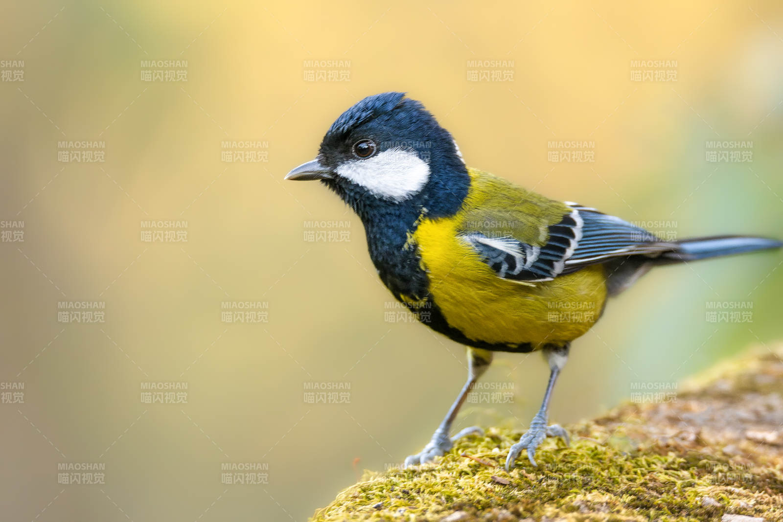 绿背山雀栖息苔藓上图片