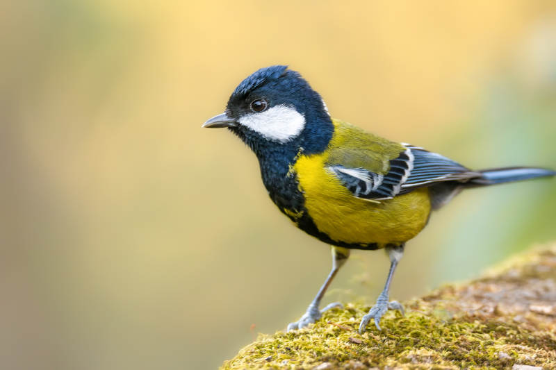 绿背山雀栖息苔藓上图片