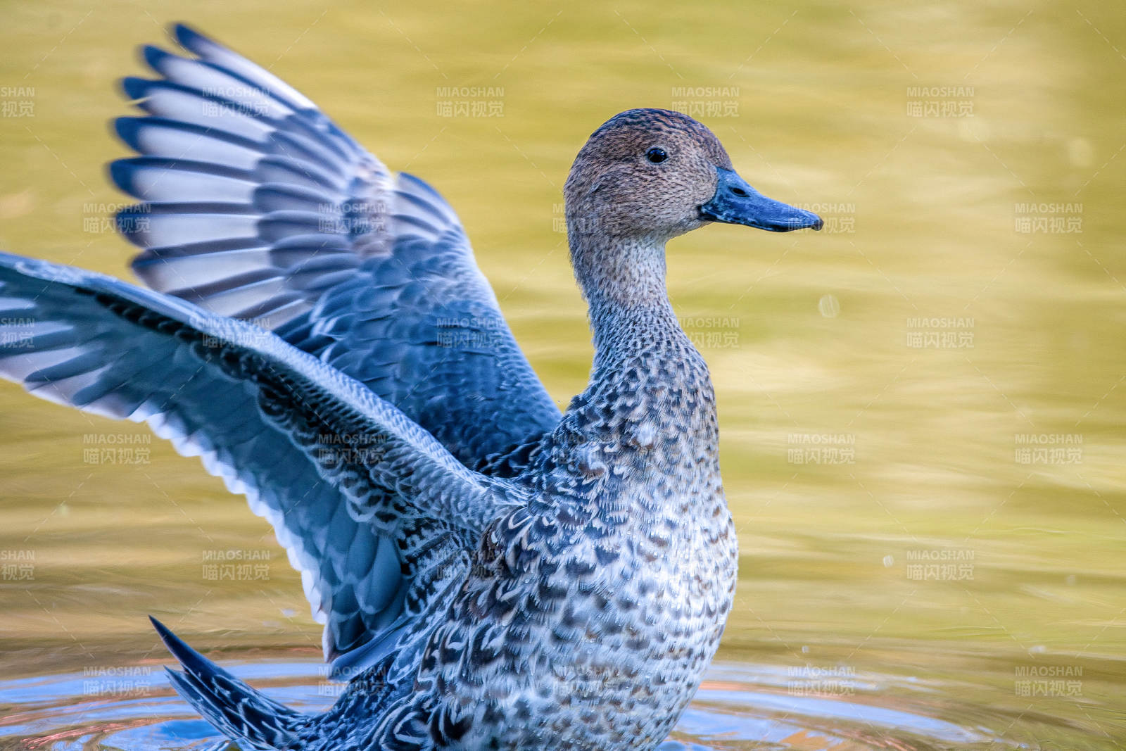 绿翅鸭展翅水面图片