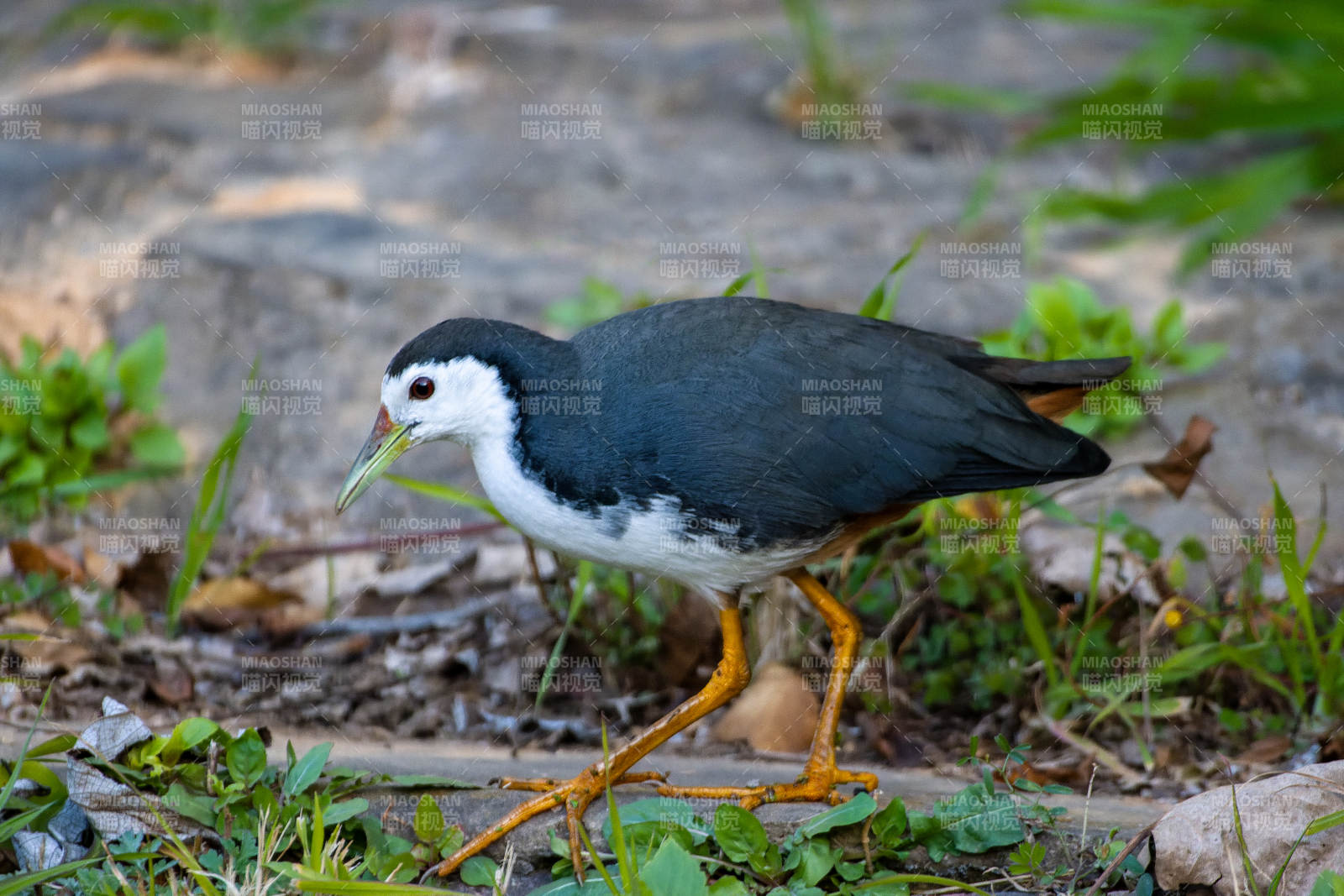 白胸苦恶鸟觅食图片