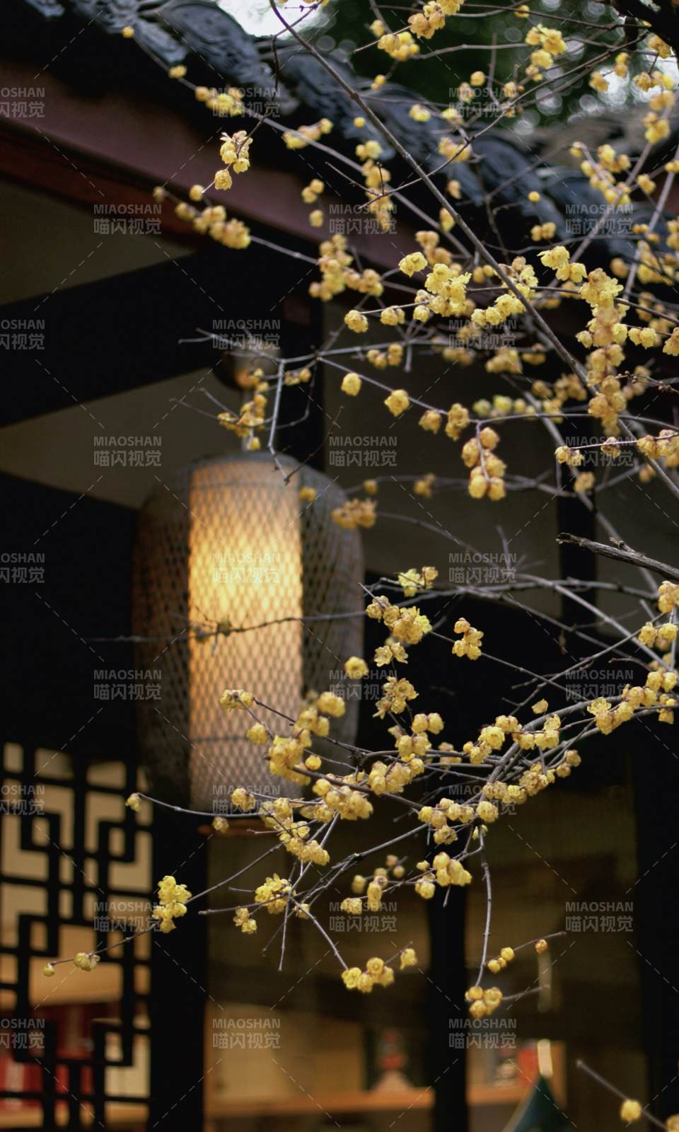 梅枝映灯影图片