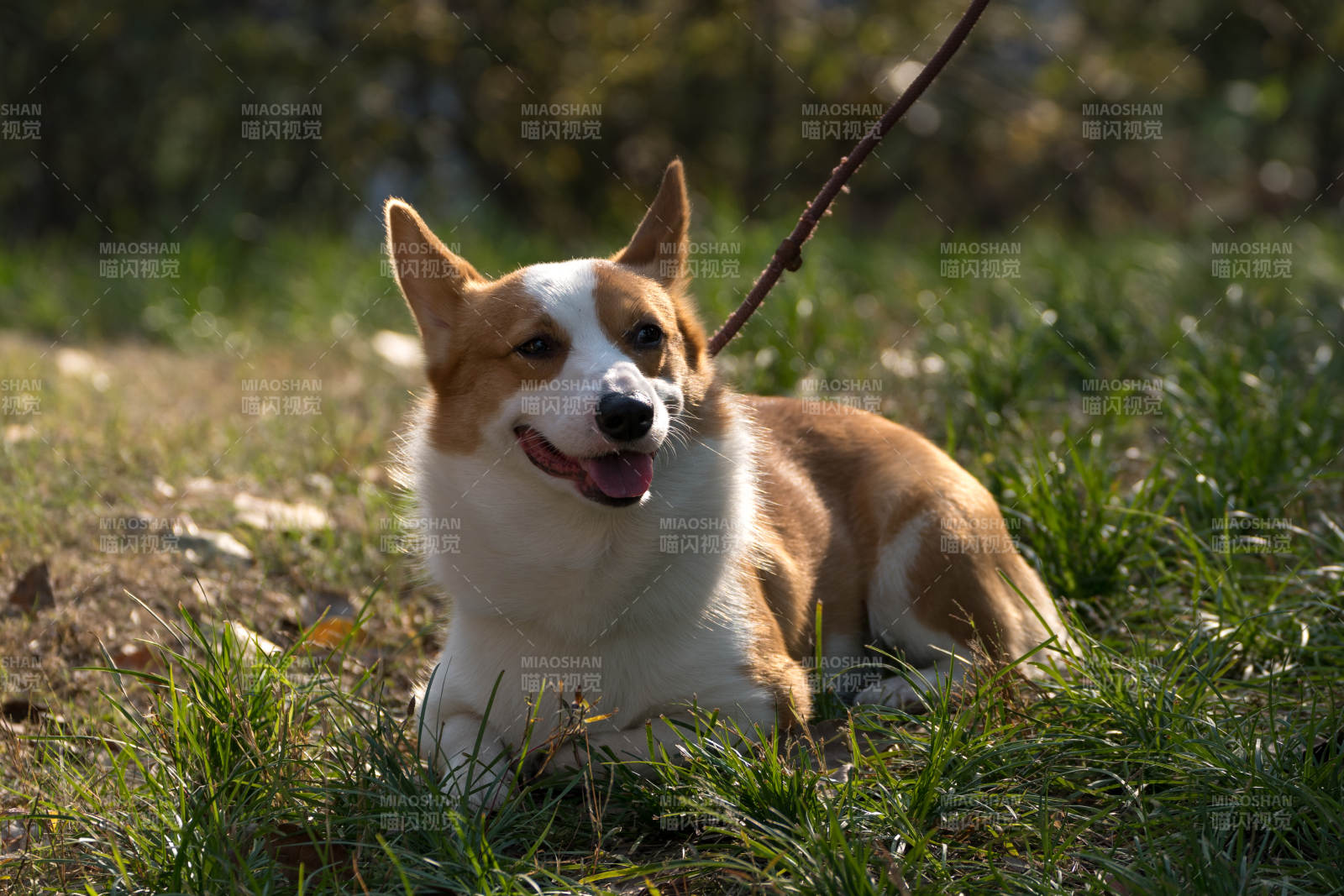 柯基犬草地休憩图片