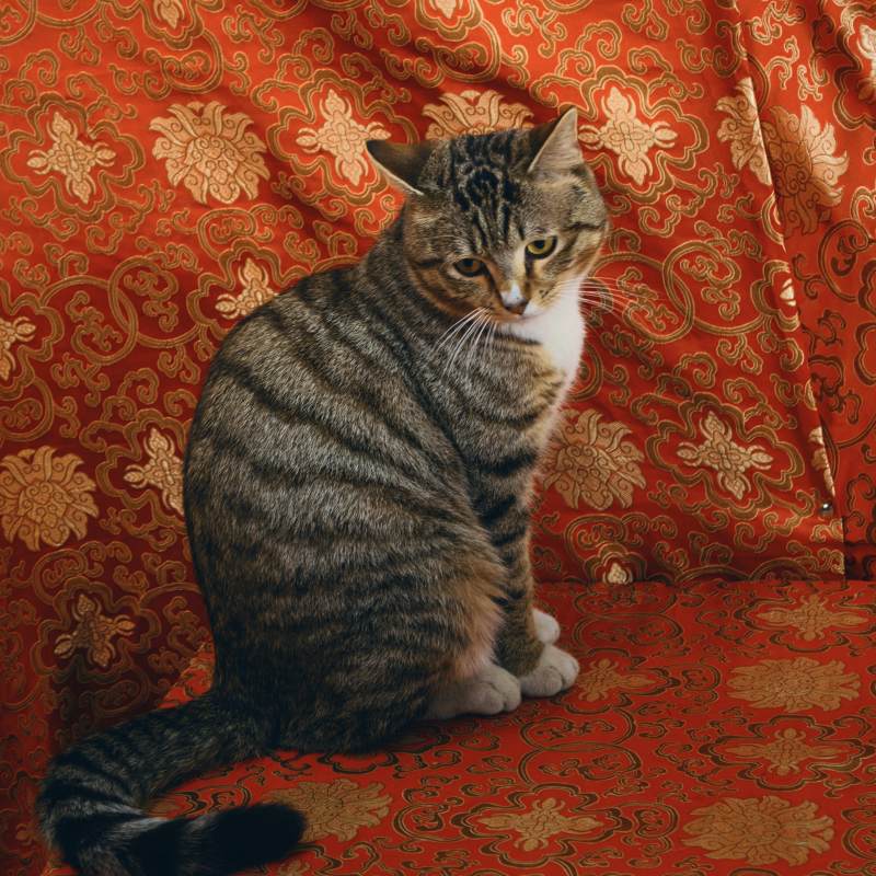 上海·龙华寺·猫图片