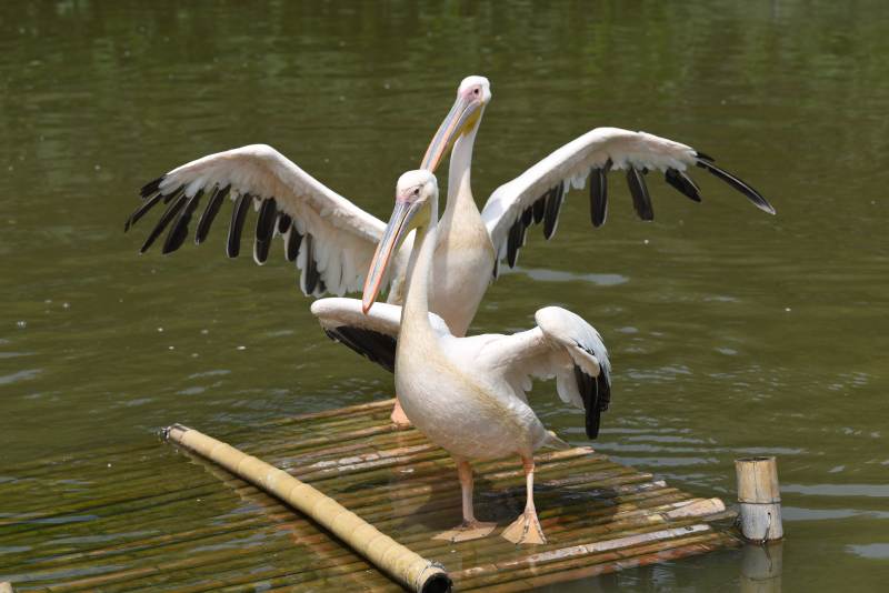 鹈鹕展翅水中立图片