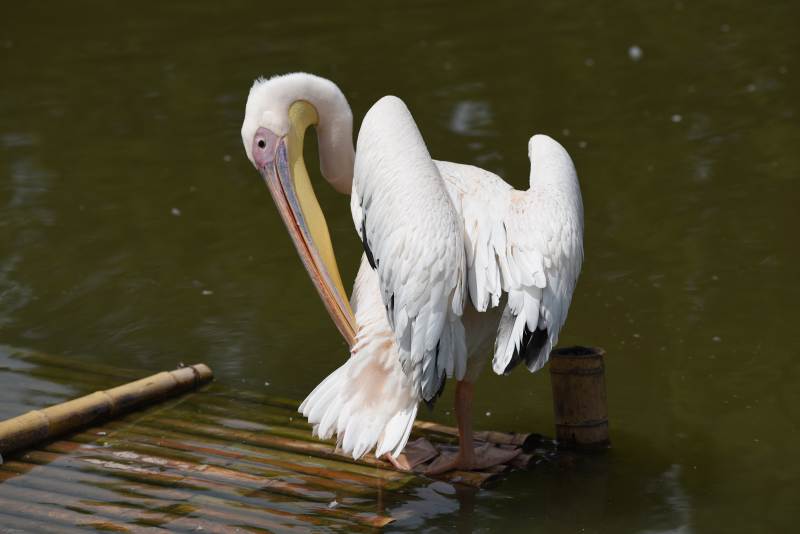 白鹈鹕栖息水面图片