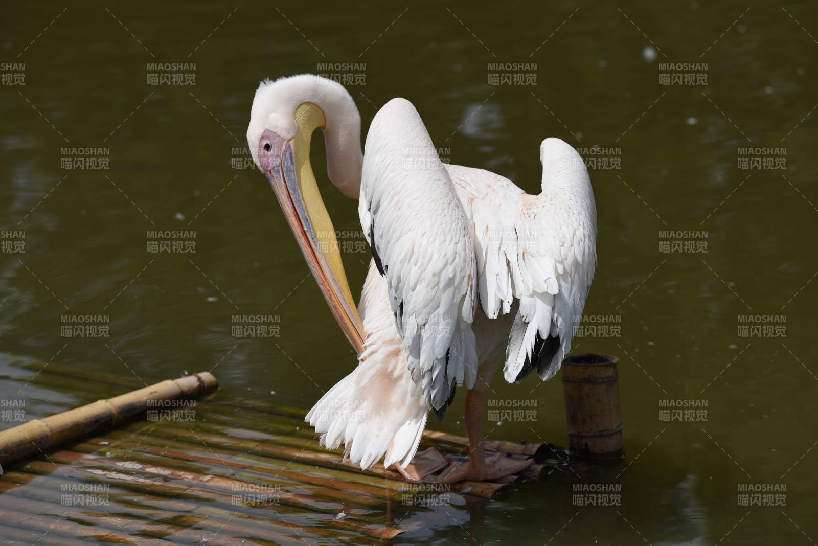 白鹈鹕栖息水面图片