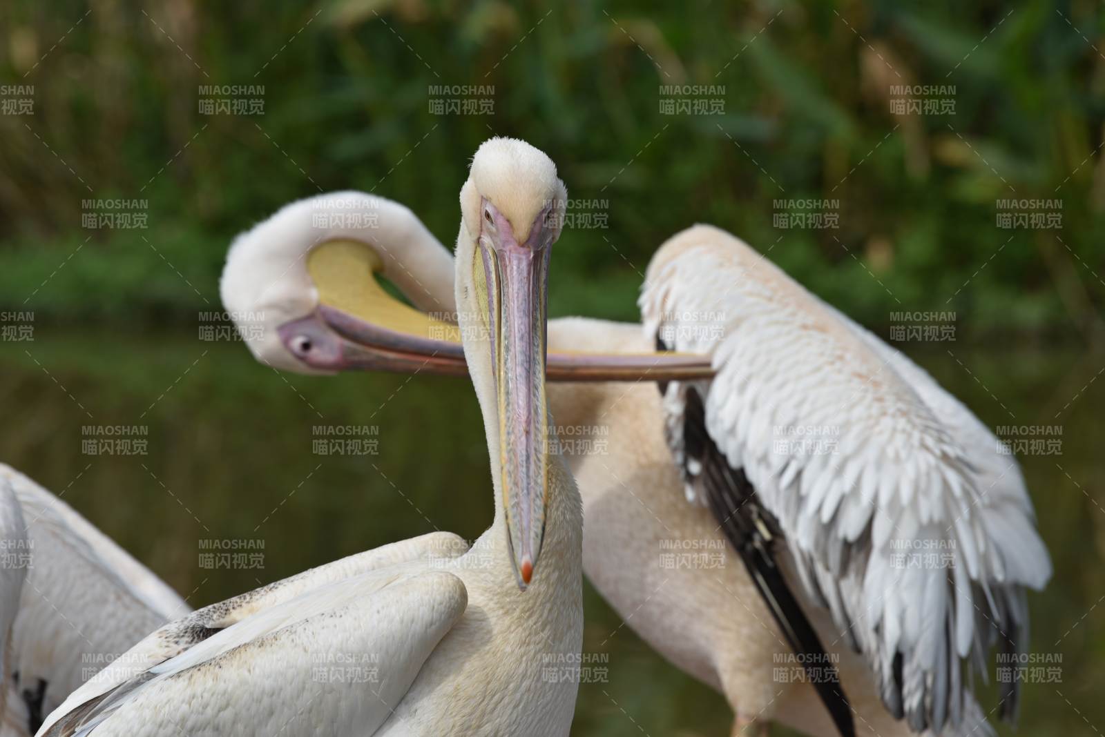 白鹈鹕栖息水边图片