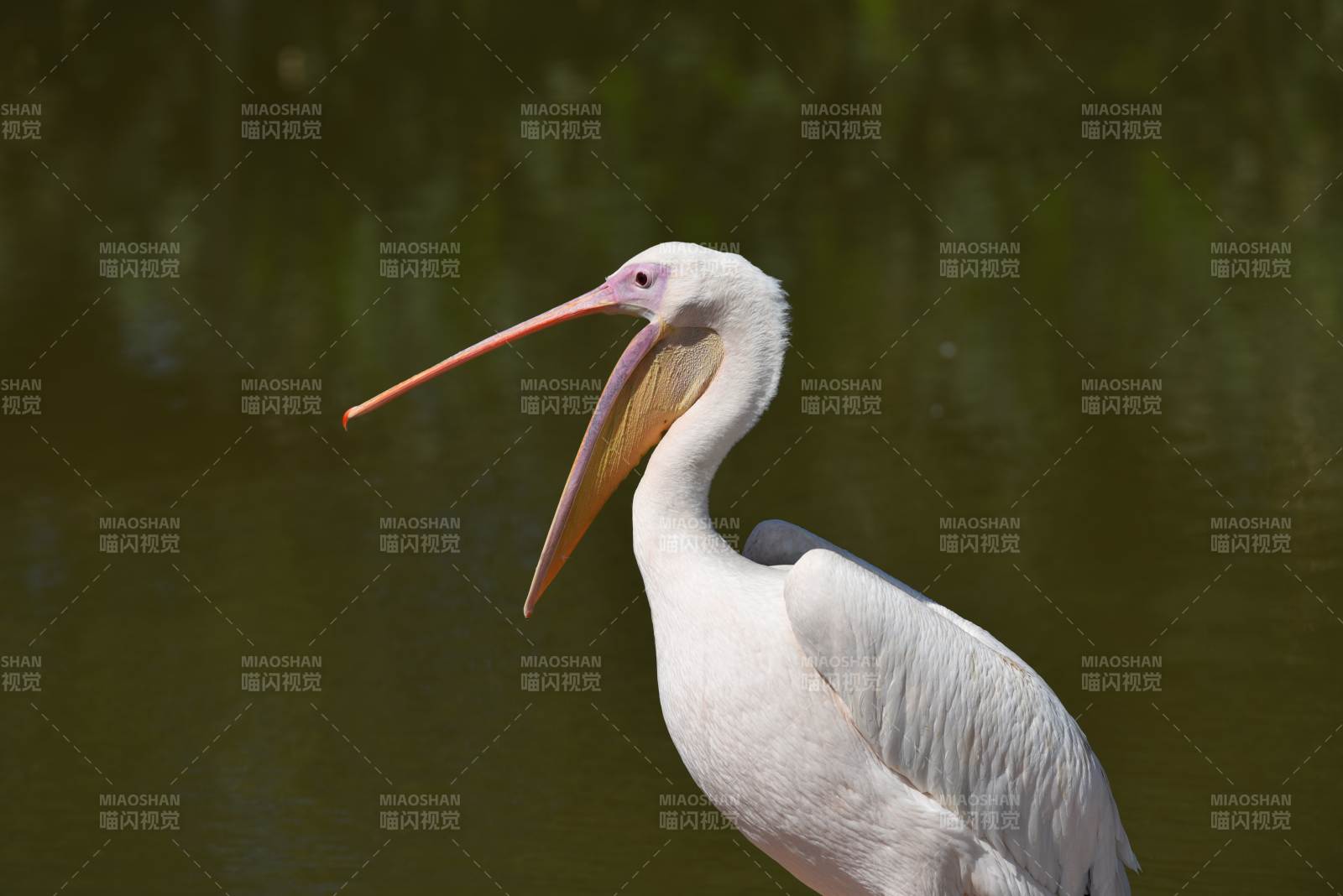 白鹈鹕静立水边图片