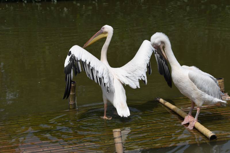 白鹈鹕水中嬉戏图片