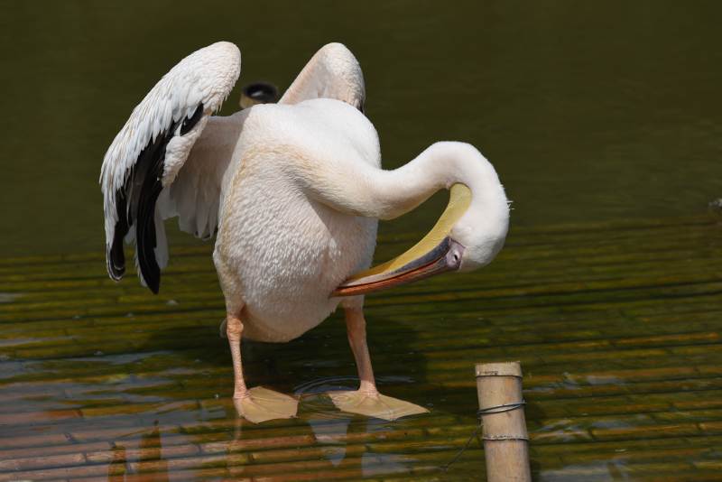 白鹈鹕梳理羽毛图片