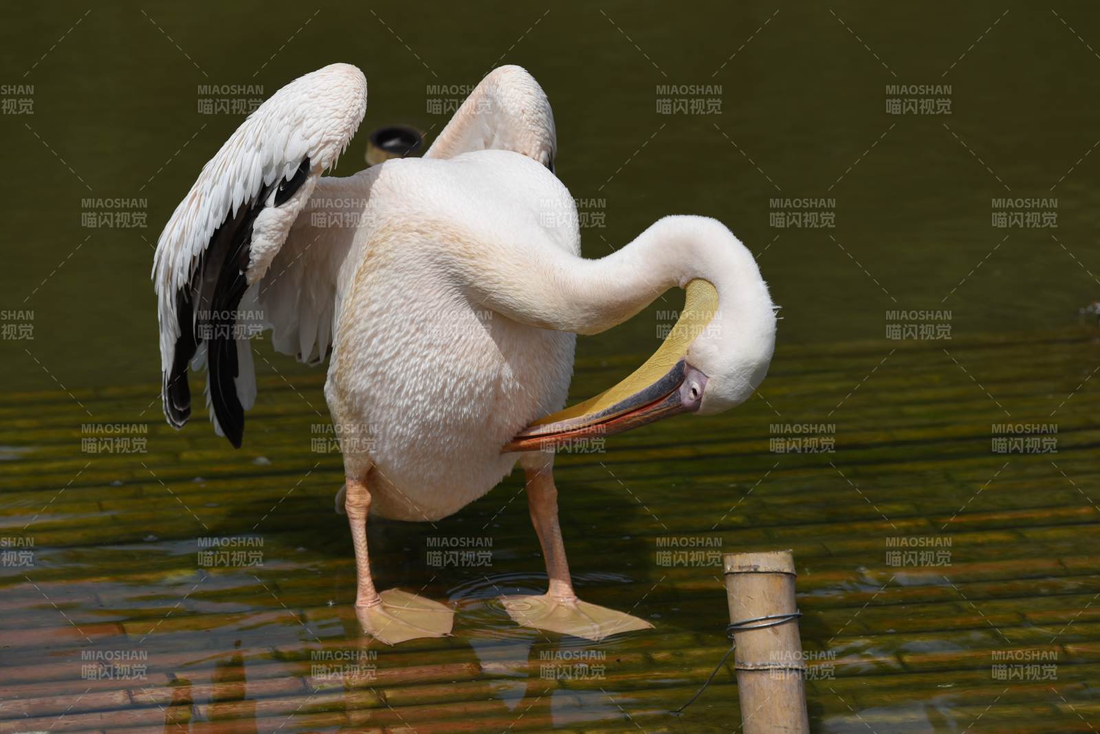 白鹈鹕梳理羽毛图片