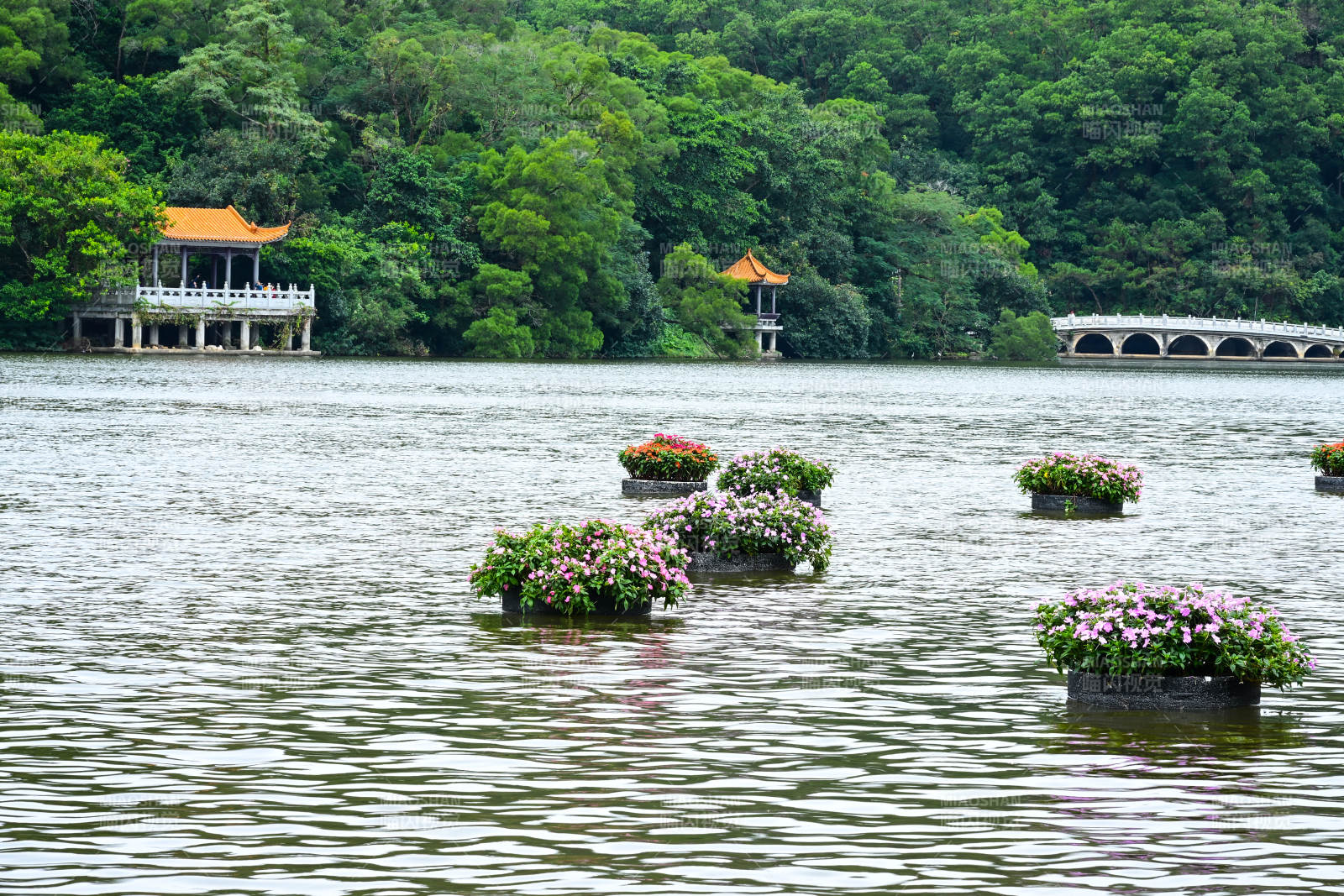 深圳仙湖植物园湖面上漂浮的花卉景观图片
