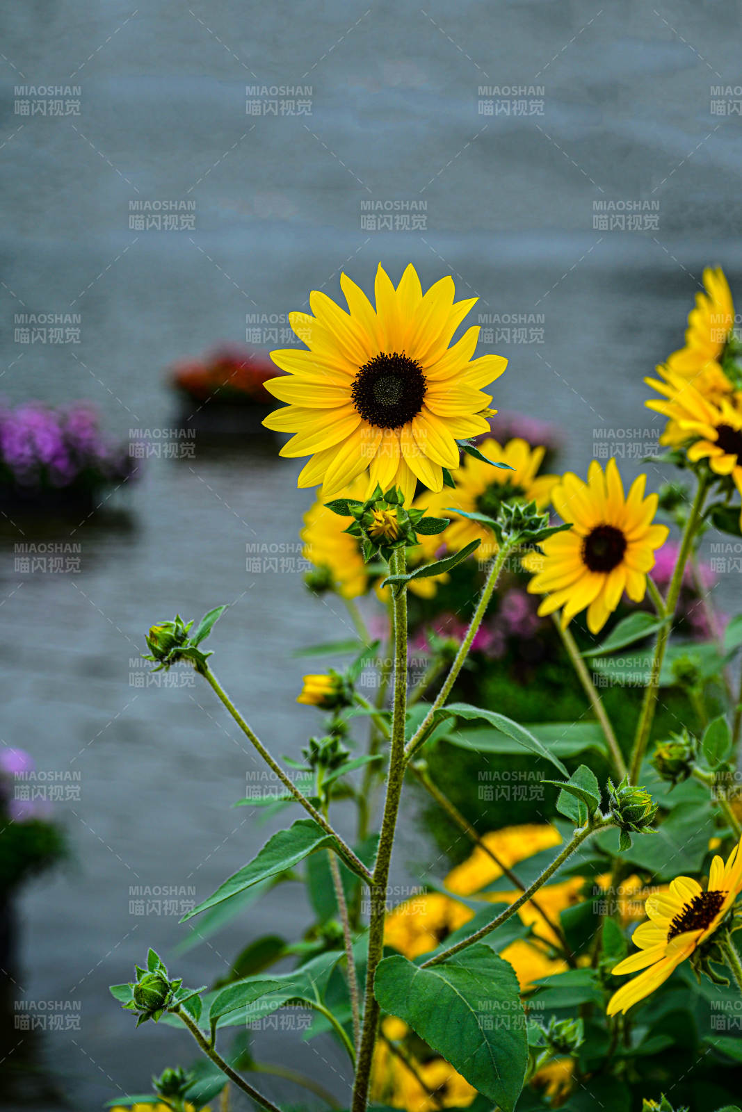 湖畔向日葵绽放特写图片