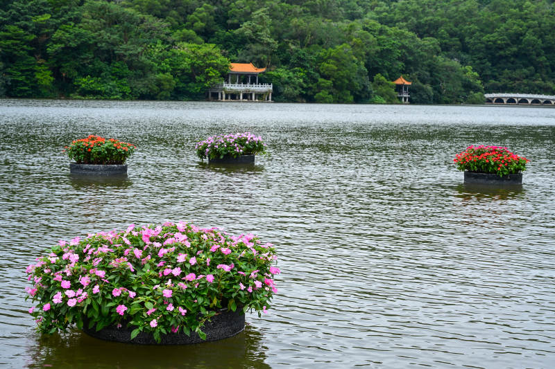 深圳仙湖植物园湖面上漂浮的花卉景观图片