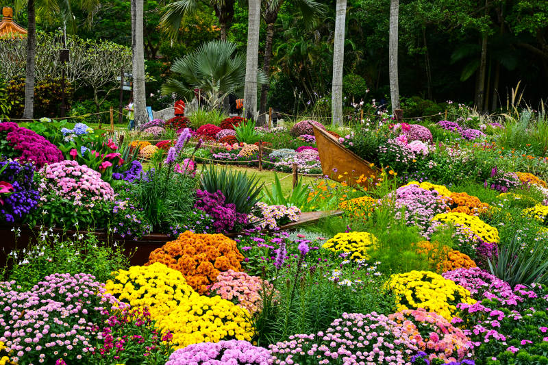 深圳仙湖植物园繁花盛开的五彩花海花展景观图片