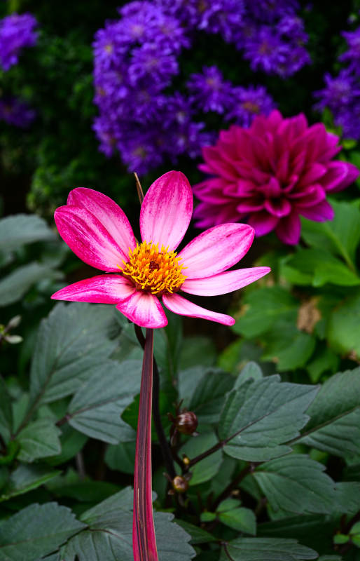 盛开的粉色大丽花特写图片