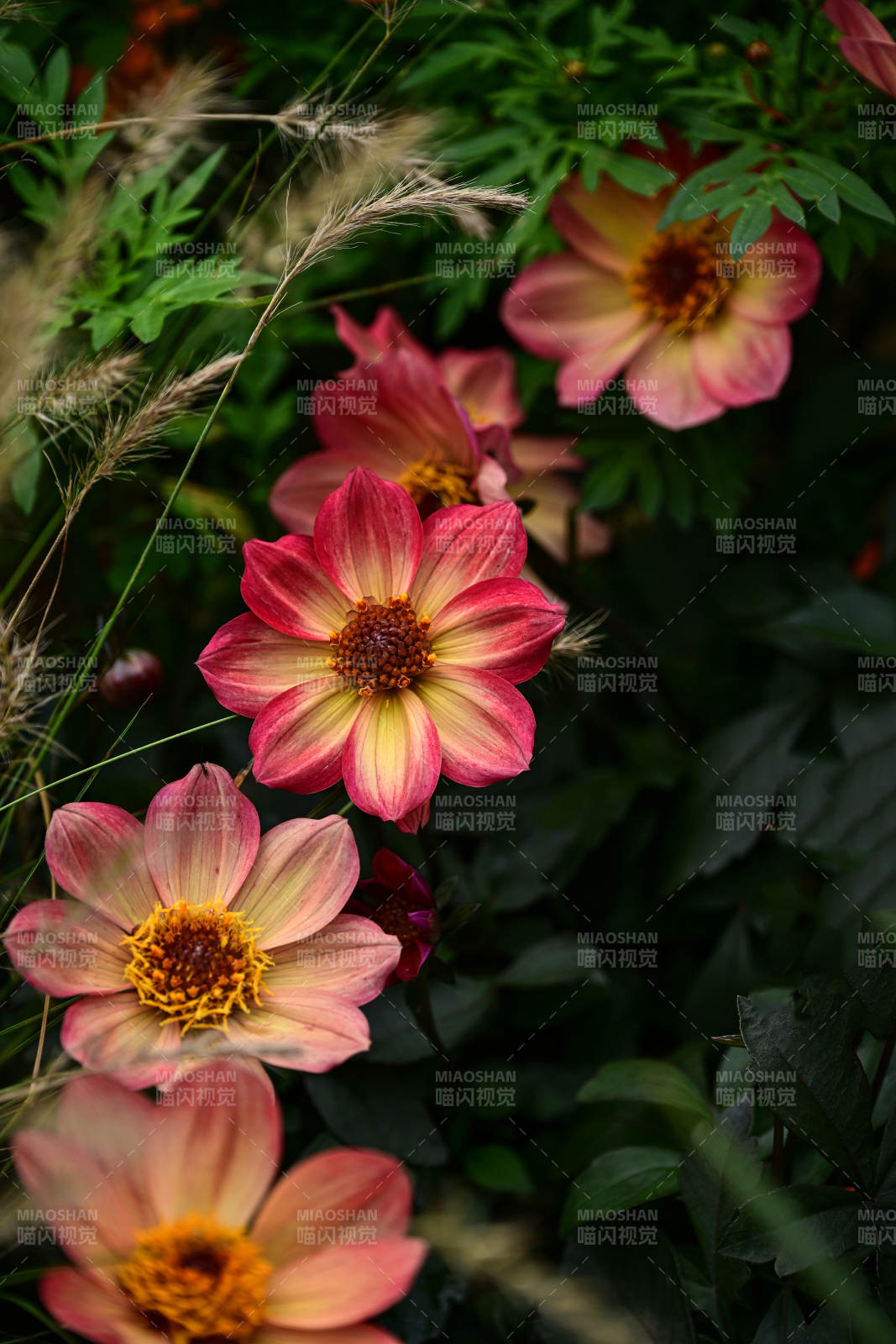 盛开的粉色大丽花特写图片