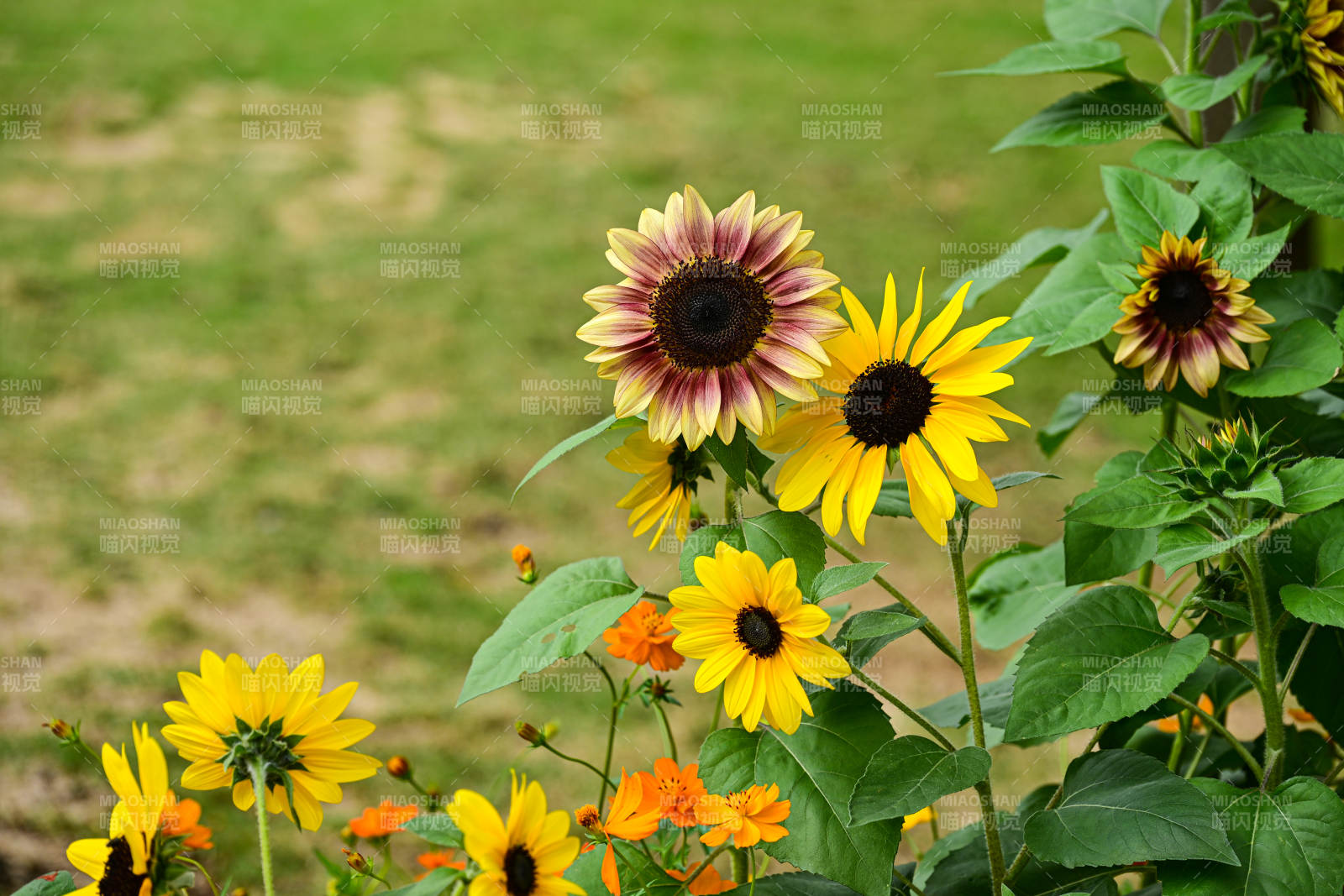 户外绽放的多彩向日葵花丛景观图片