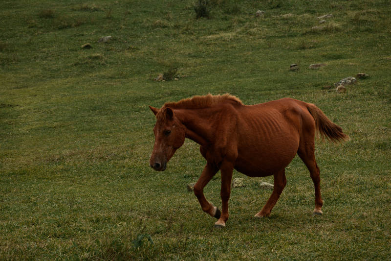 瘦马踱步草场图片
