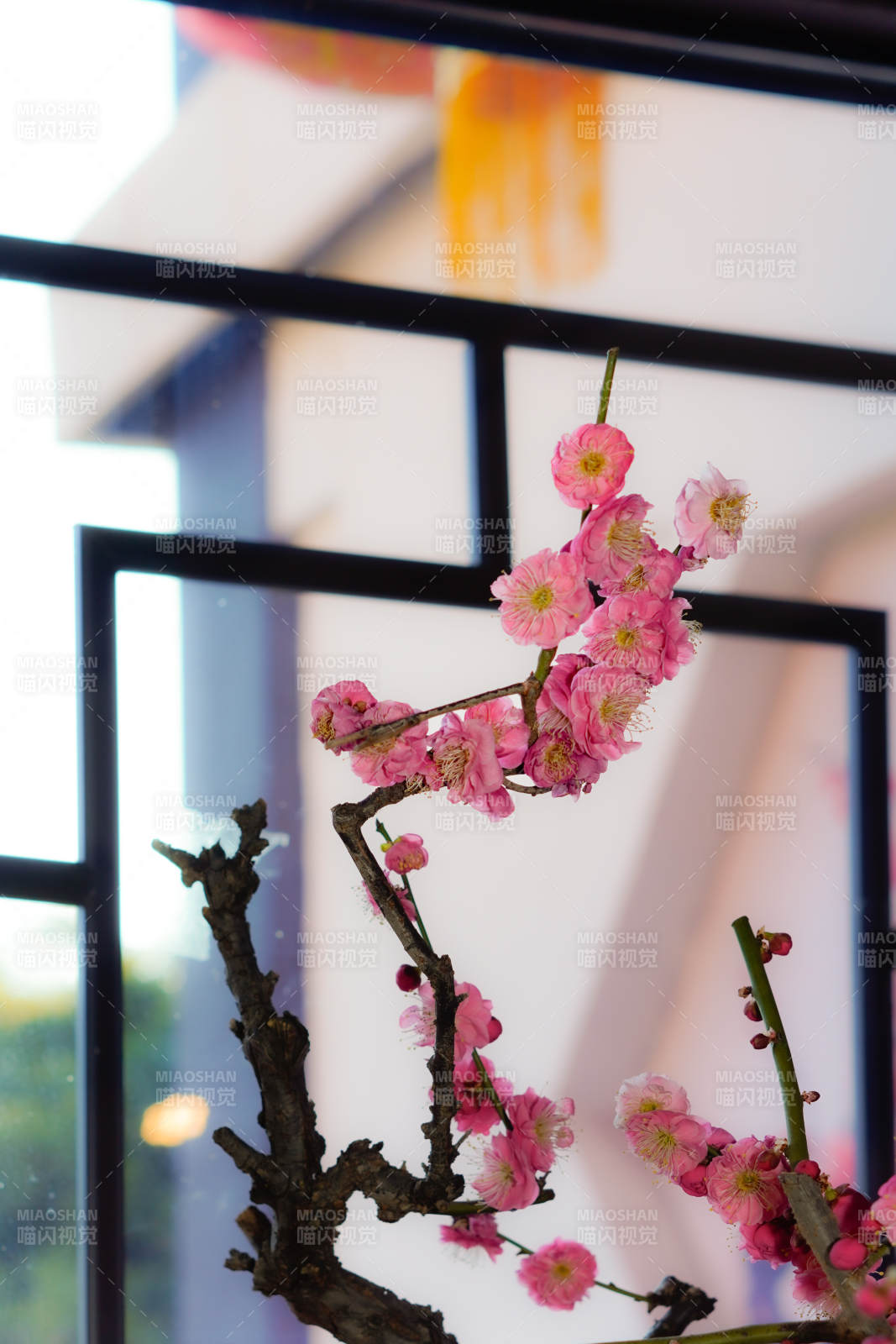 梅花绽放枝头图片