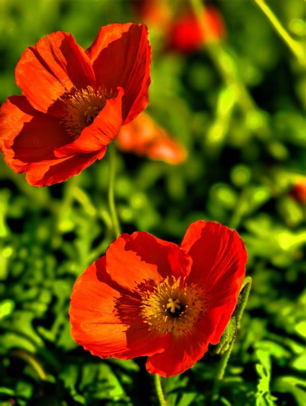 色虞美人绽放图片