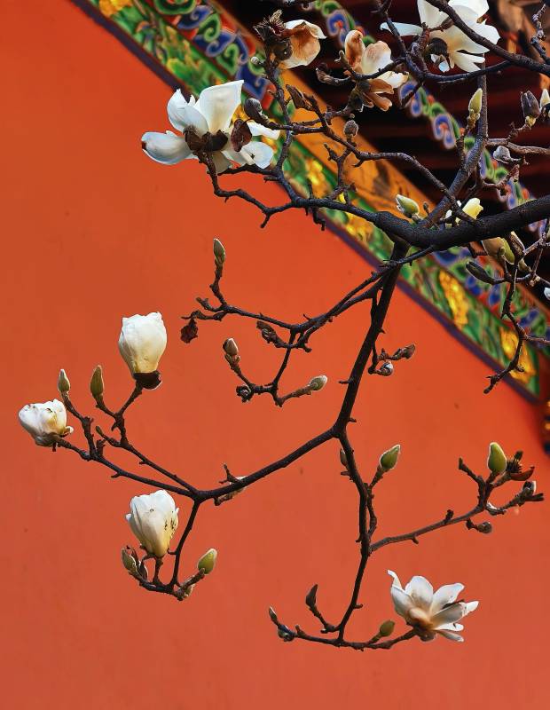 玉兰绽放春意浓图片