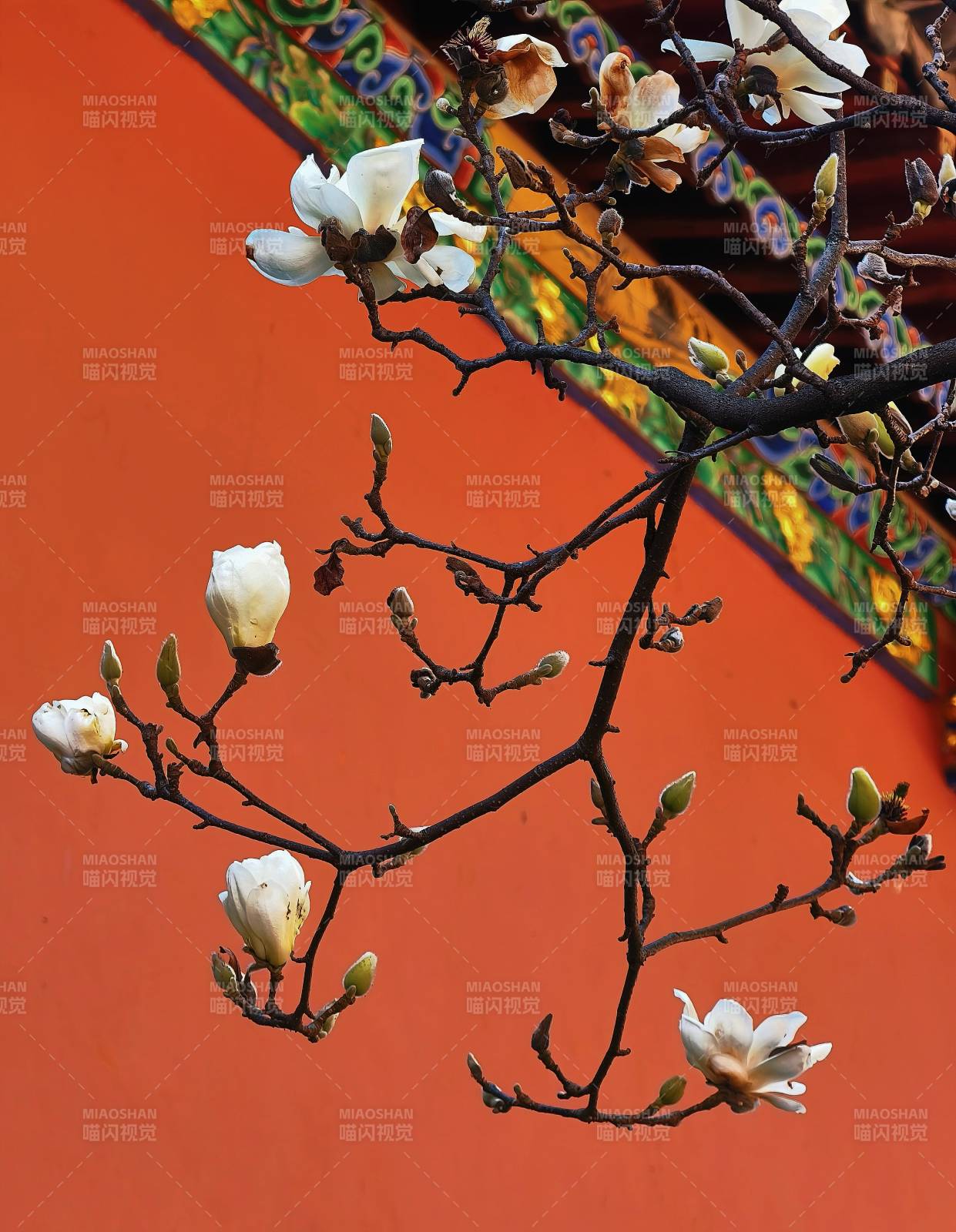 玉兰绽放春意浓图片