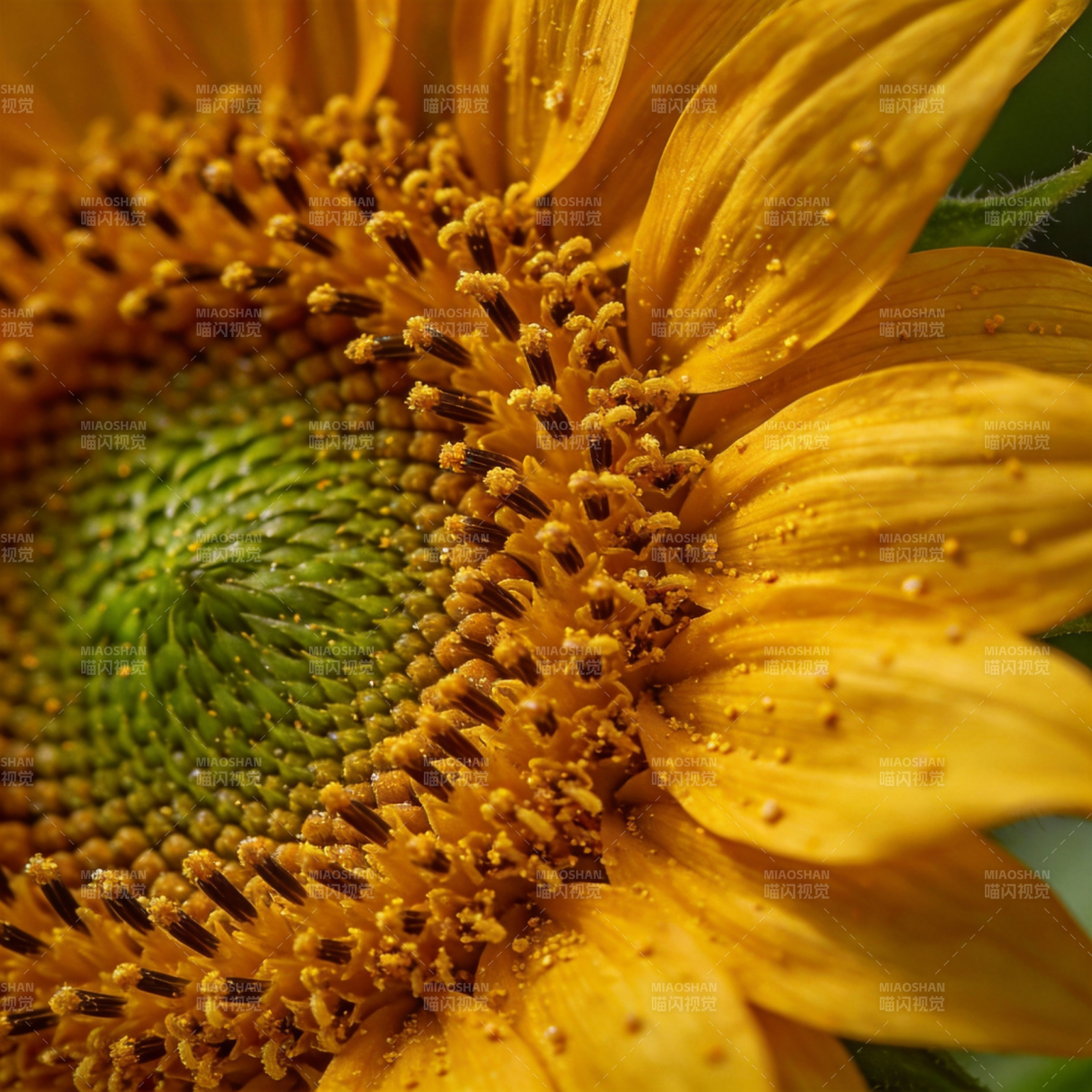 向日葵的特写图片