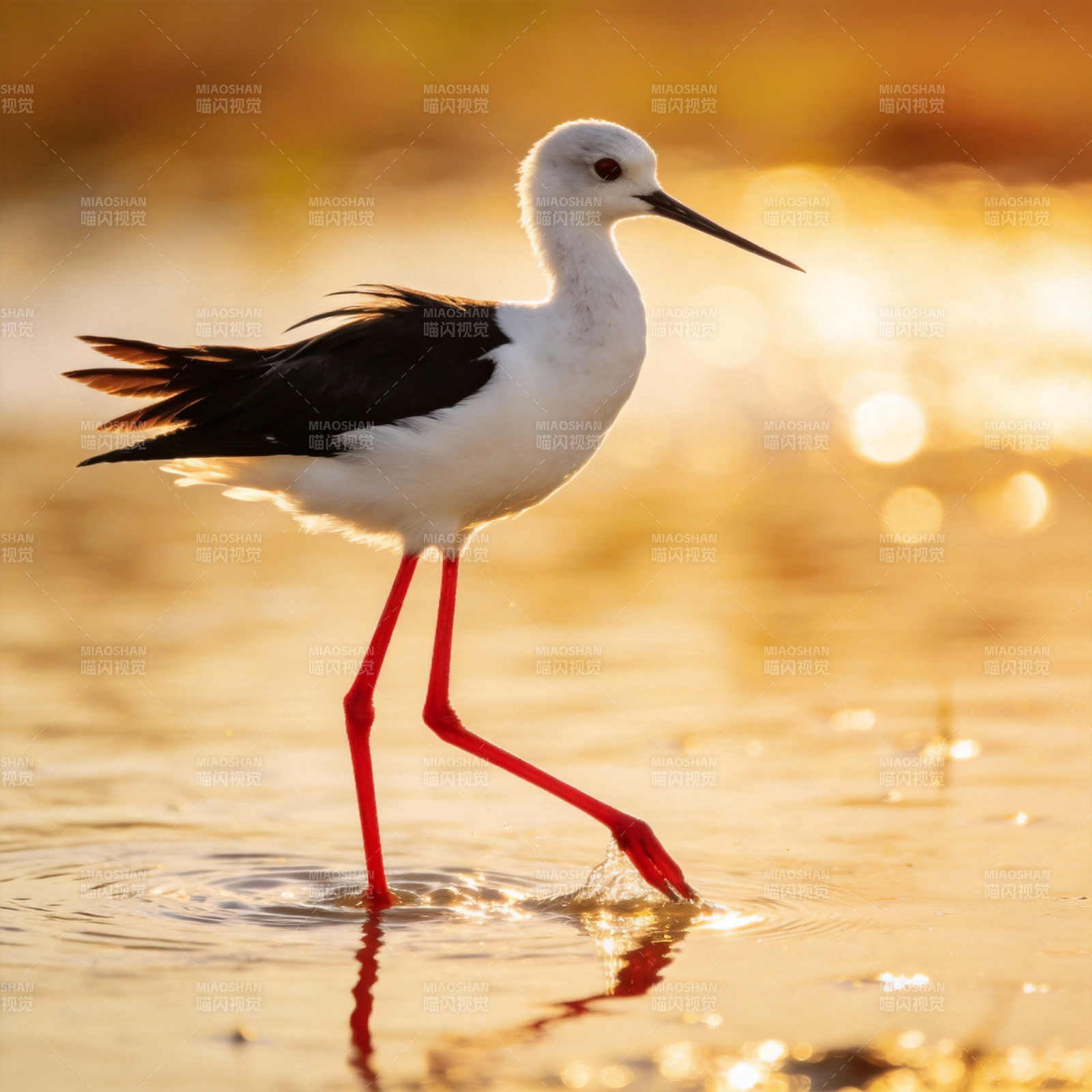 黑翅长脚鹬涉水图片