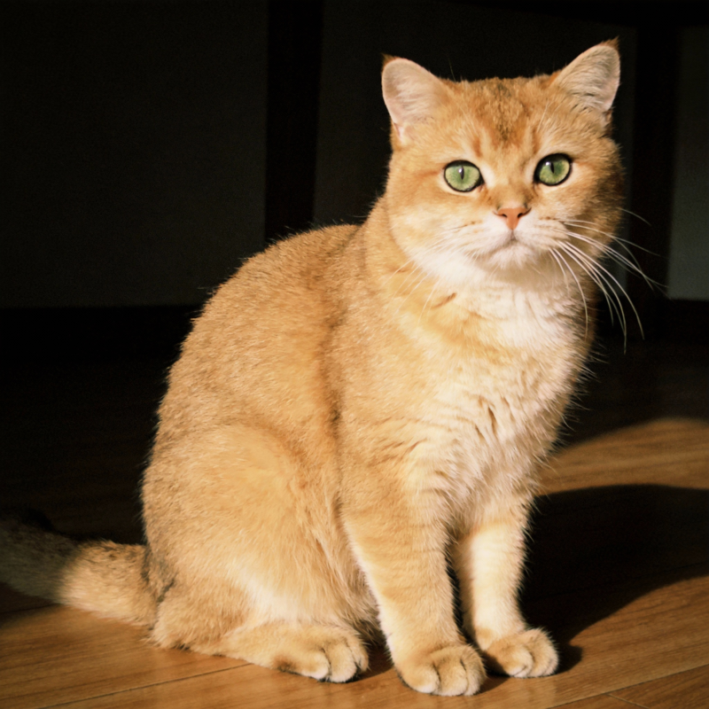 金猫静坐凝视图片