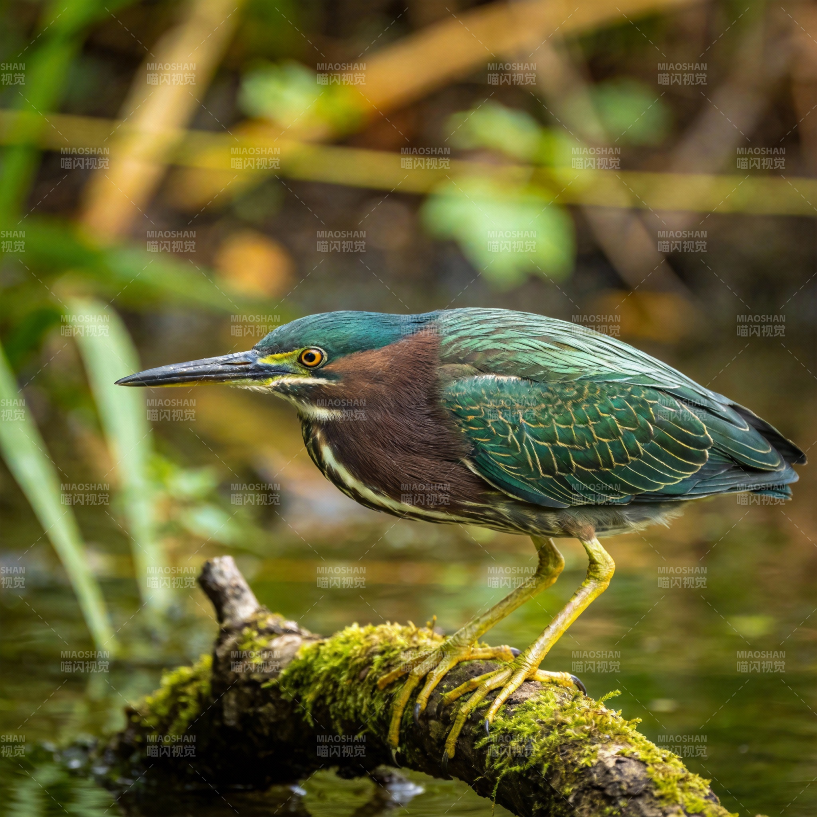 绿鹭栖息水边枝头图片