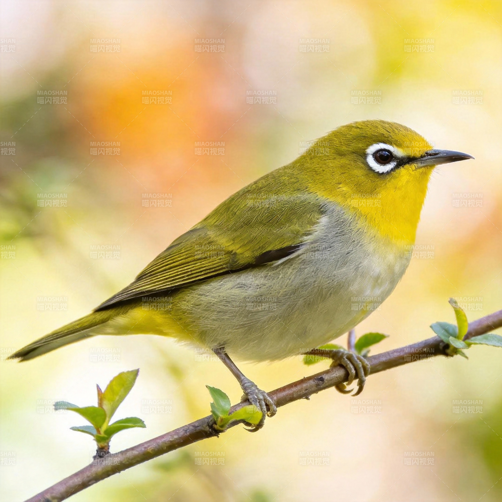 黄腹绣眼鸟栖枝头图片