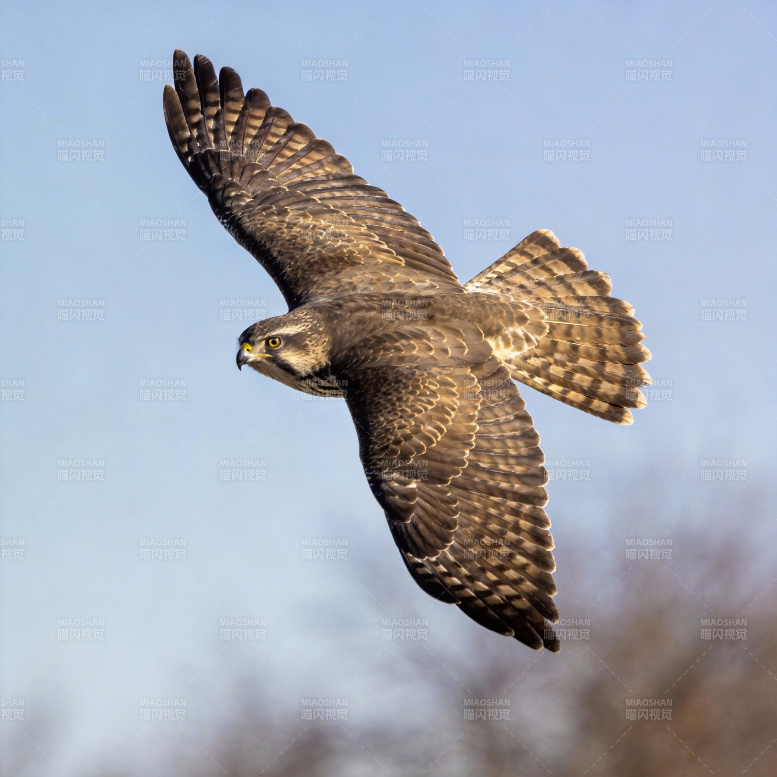 翱翔的猛禽图片