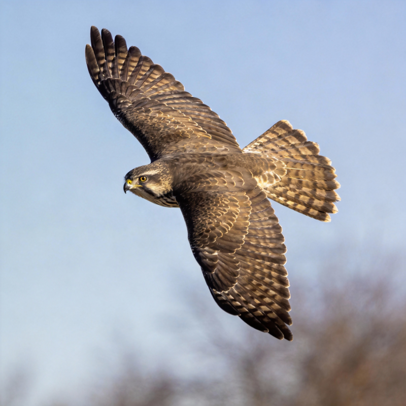 翱翔的猛禽图片