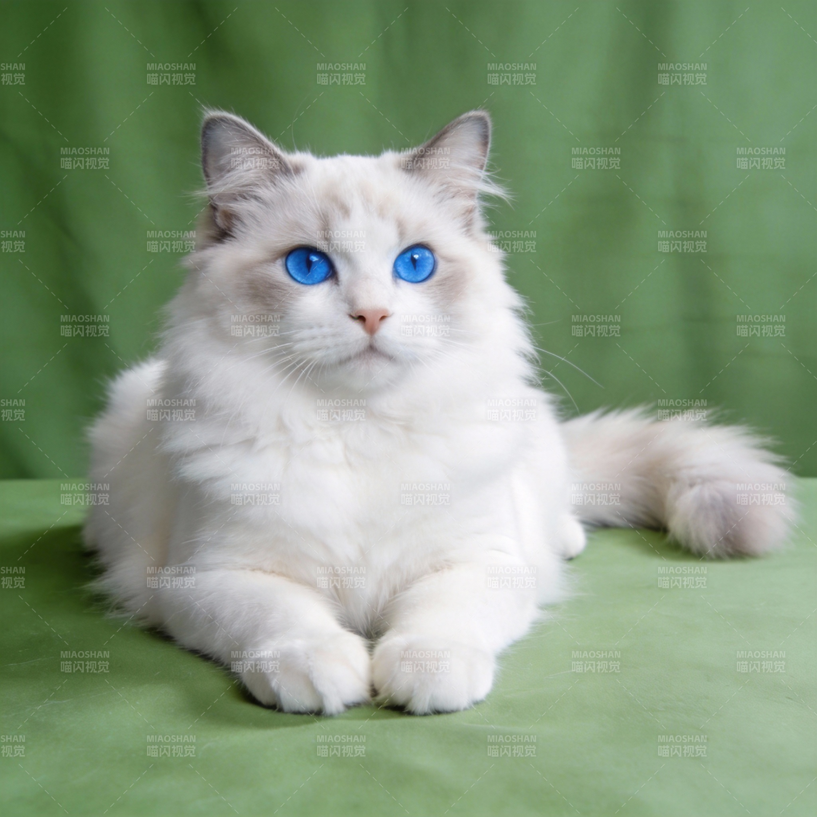 蓝眼白猫静卧绿毯图片