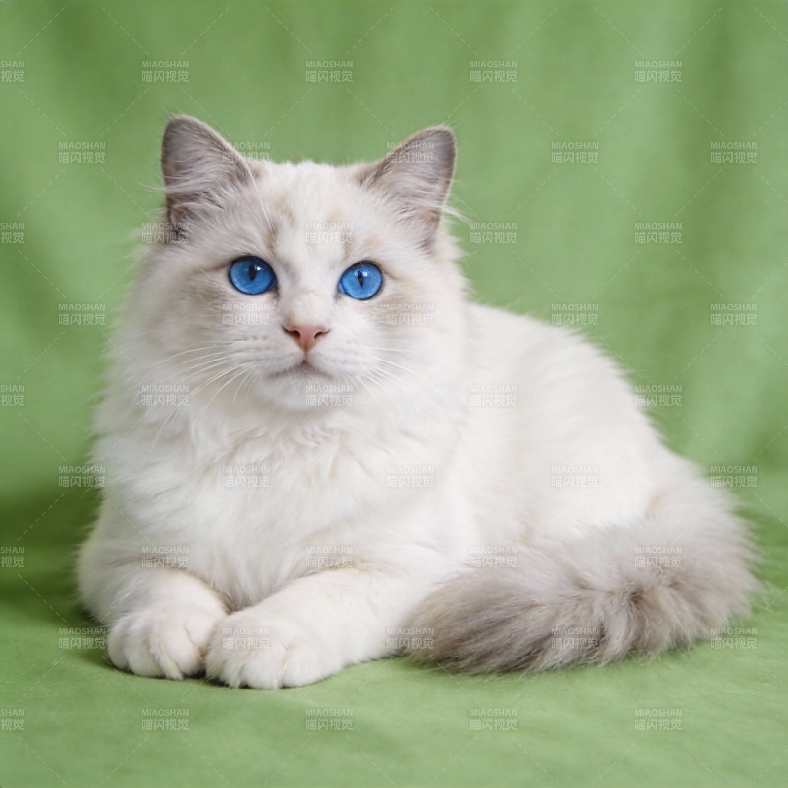 蓝眼白猫静卧绿毯图片