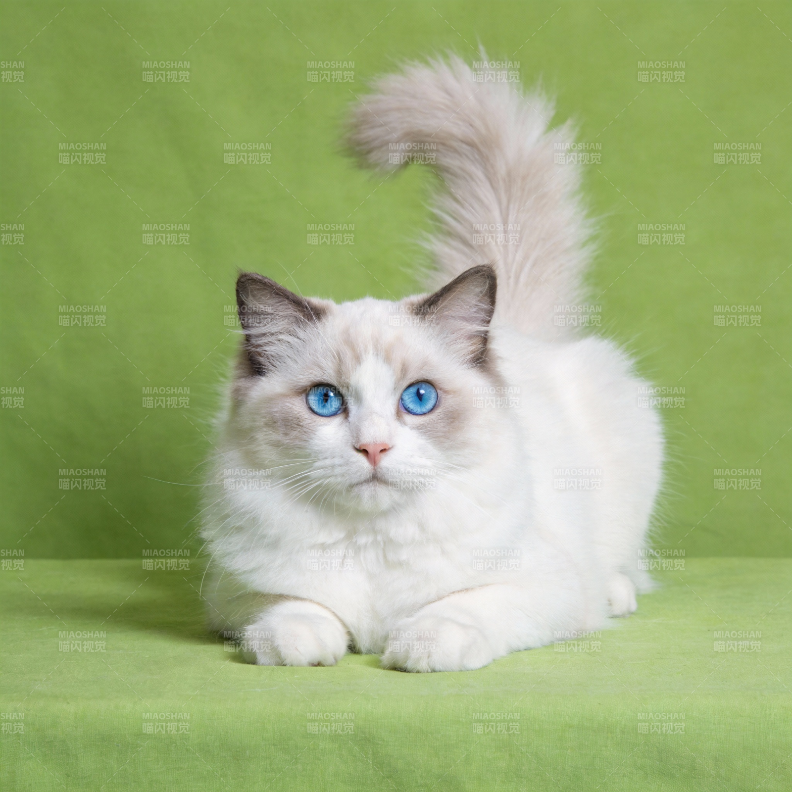 蓝眼白猫静卧绿毯图片