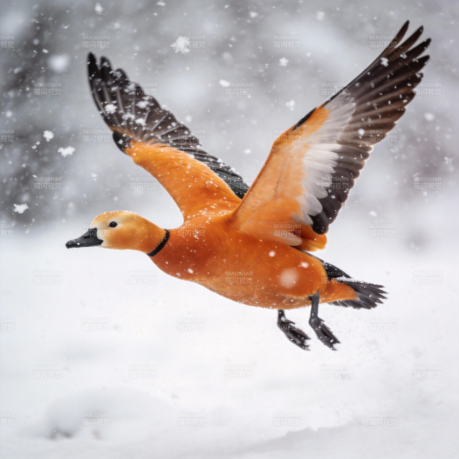 雪中飞鸭图片