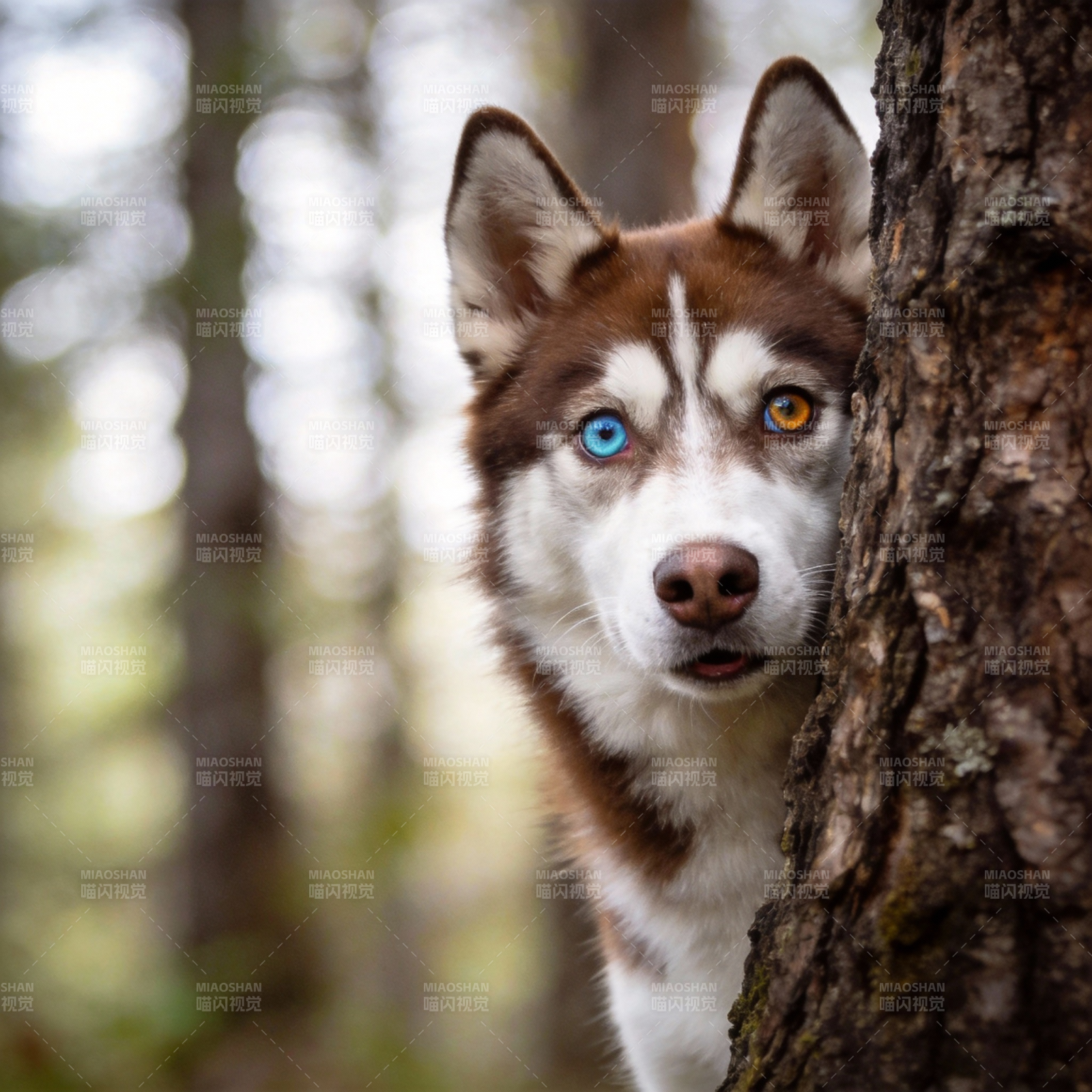 森林中的双色眼狼犬图片
