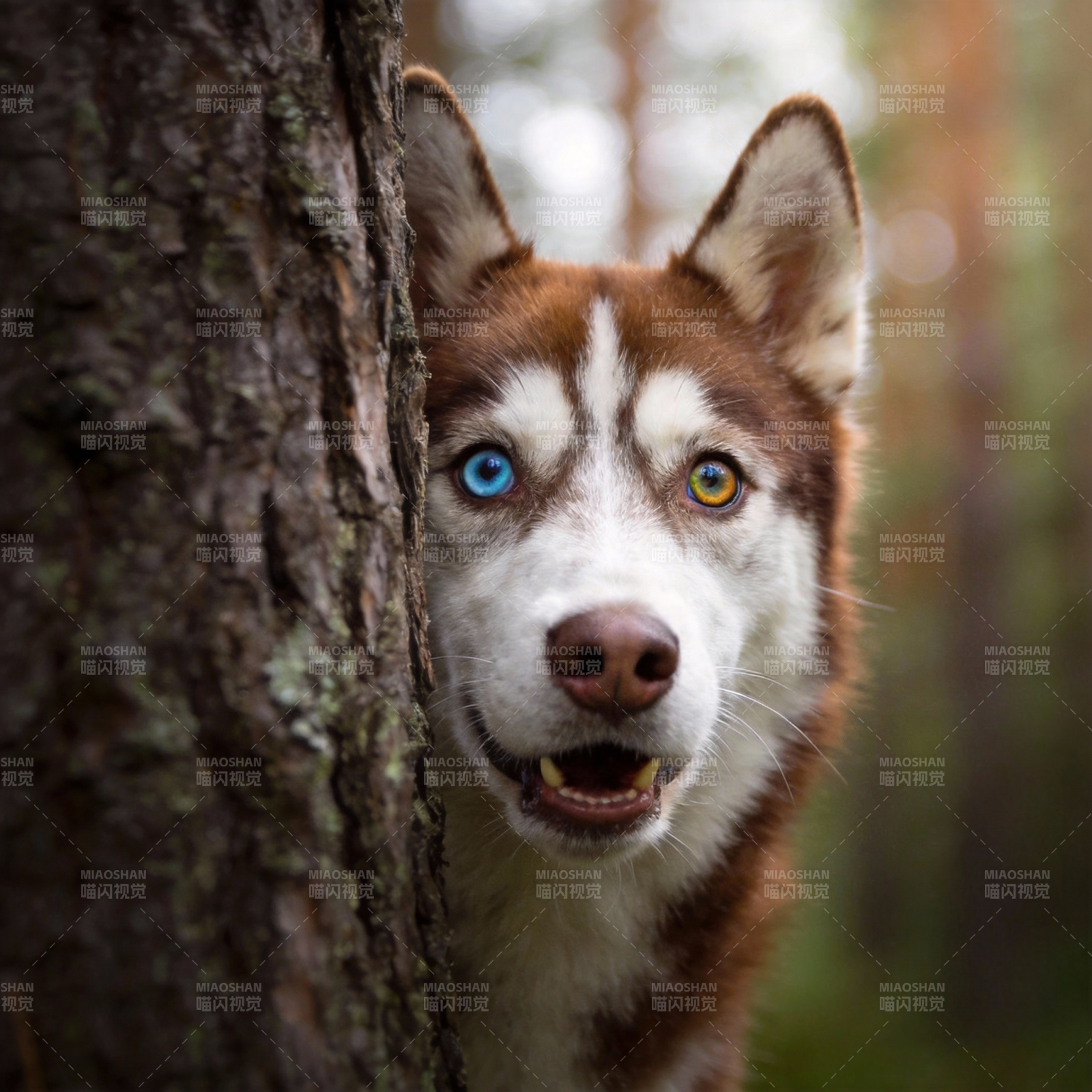 雪橇犬探头树后图片
