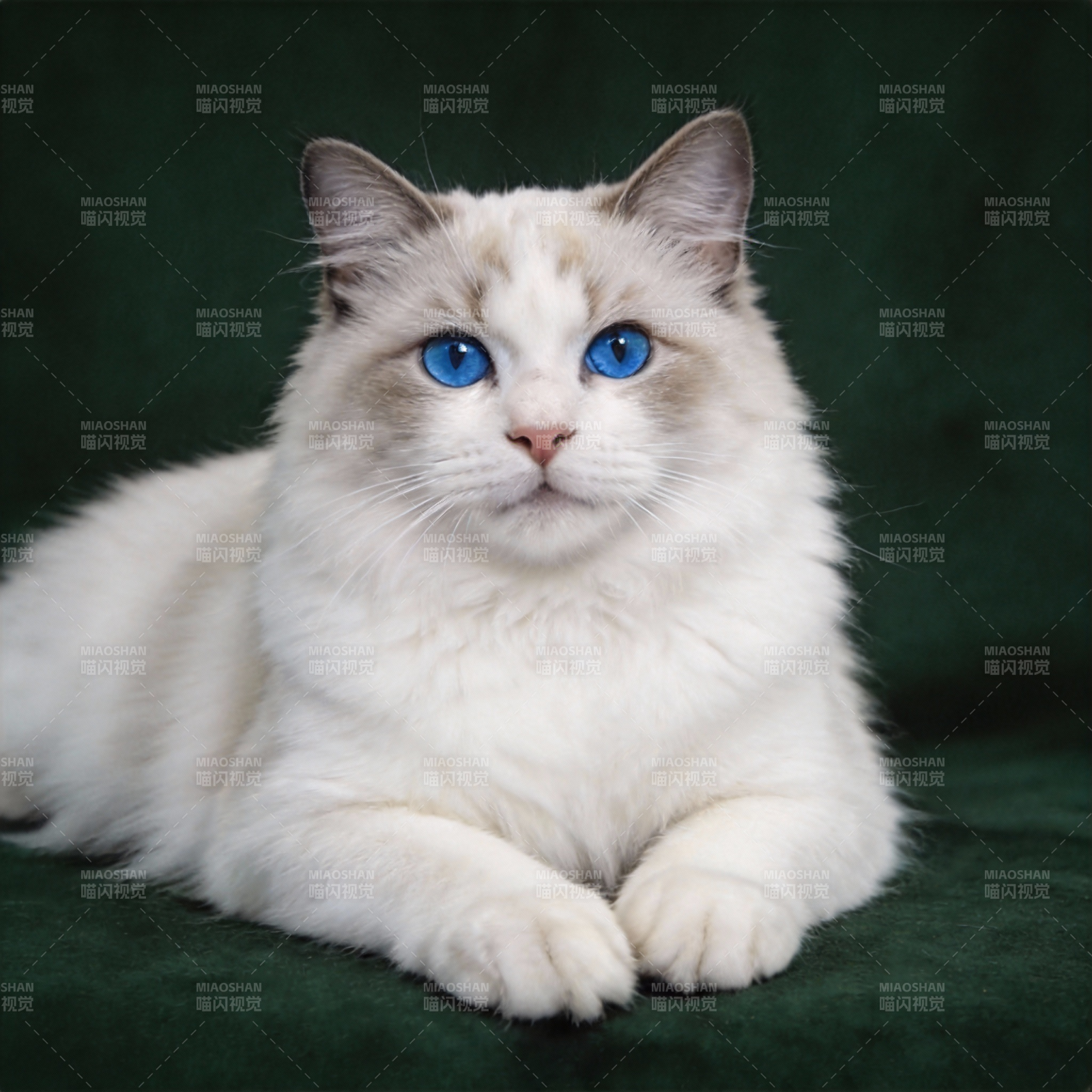 蓝眼白猫静卧图片