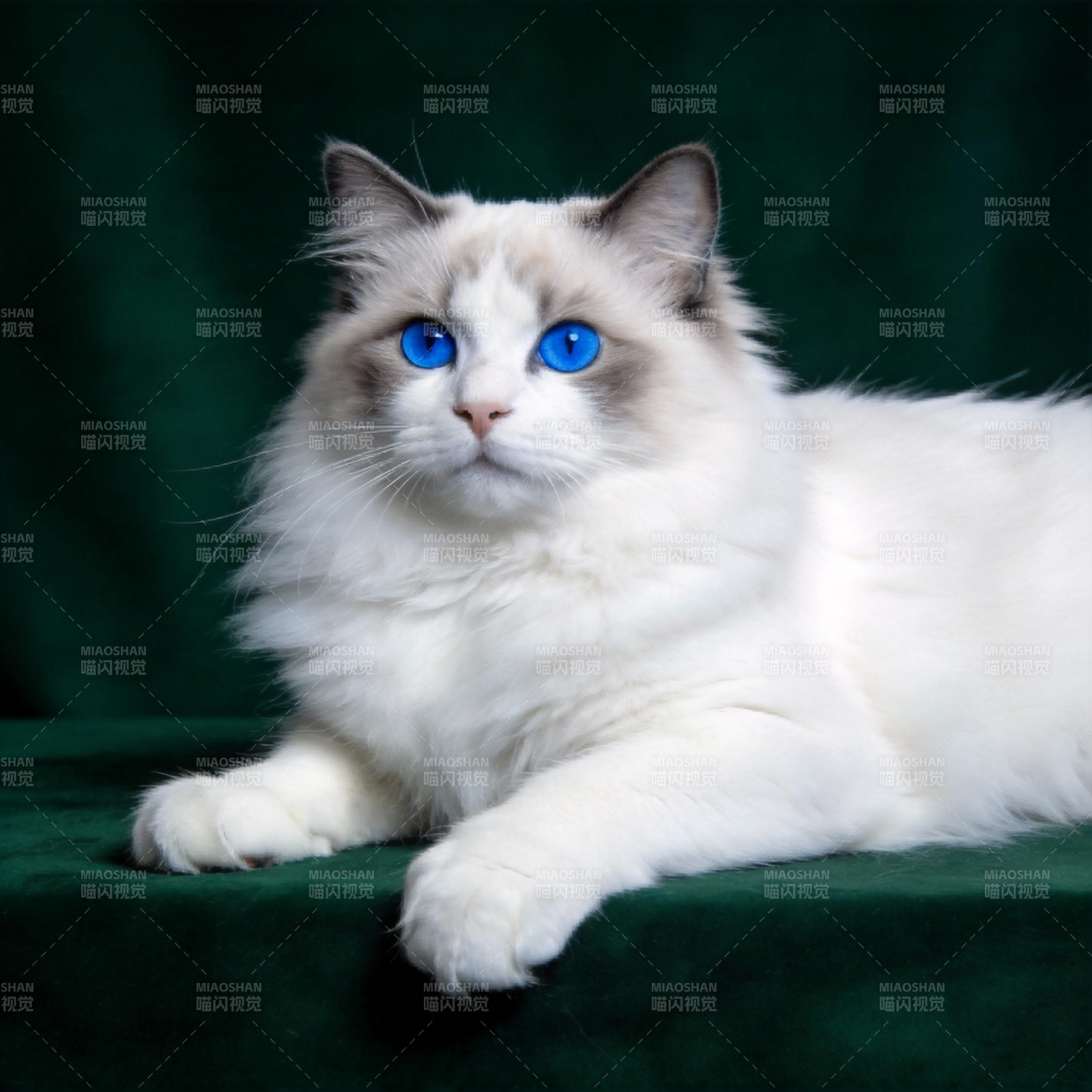 蓝眼白猫静卧图图片